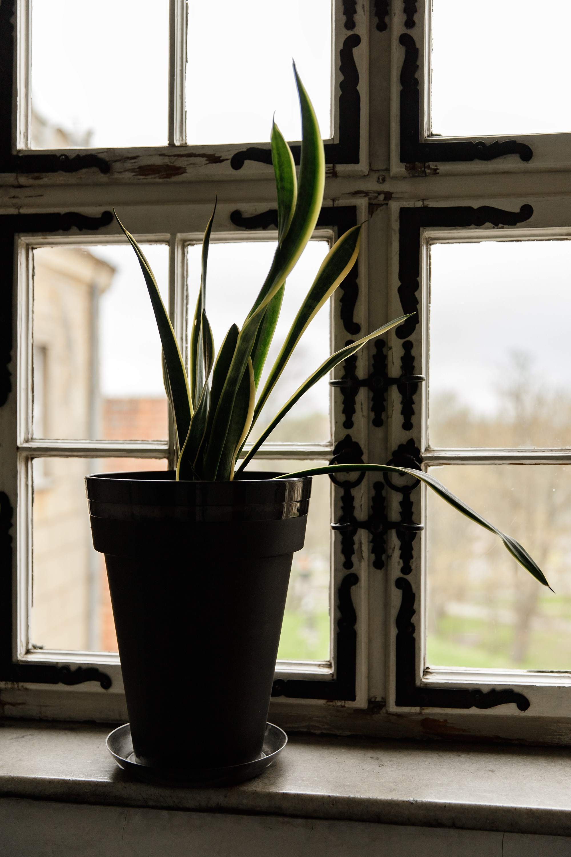 Oleśnica castle. Kaja | fotograf psów we Wrocławiu
