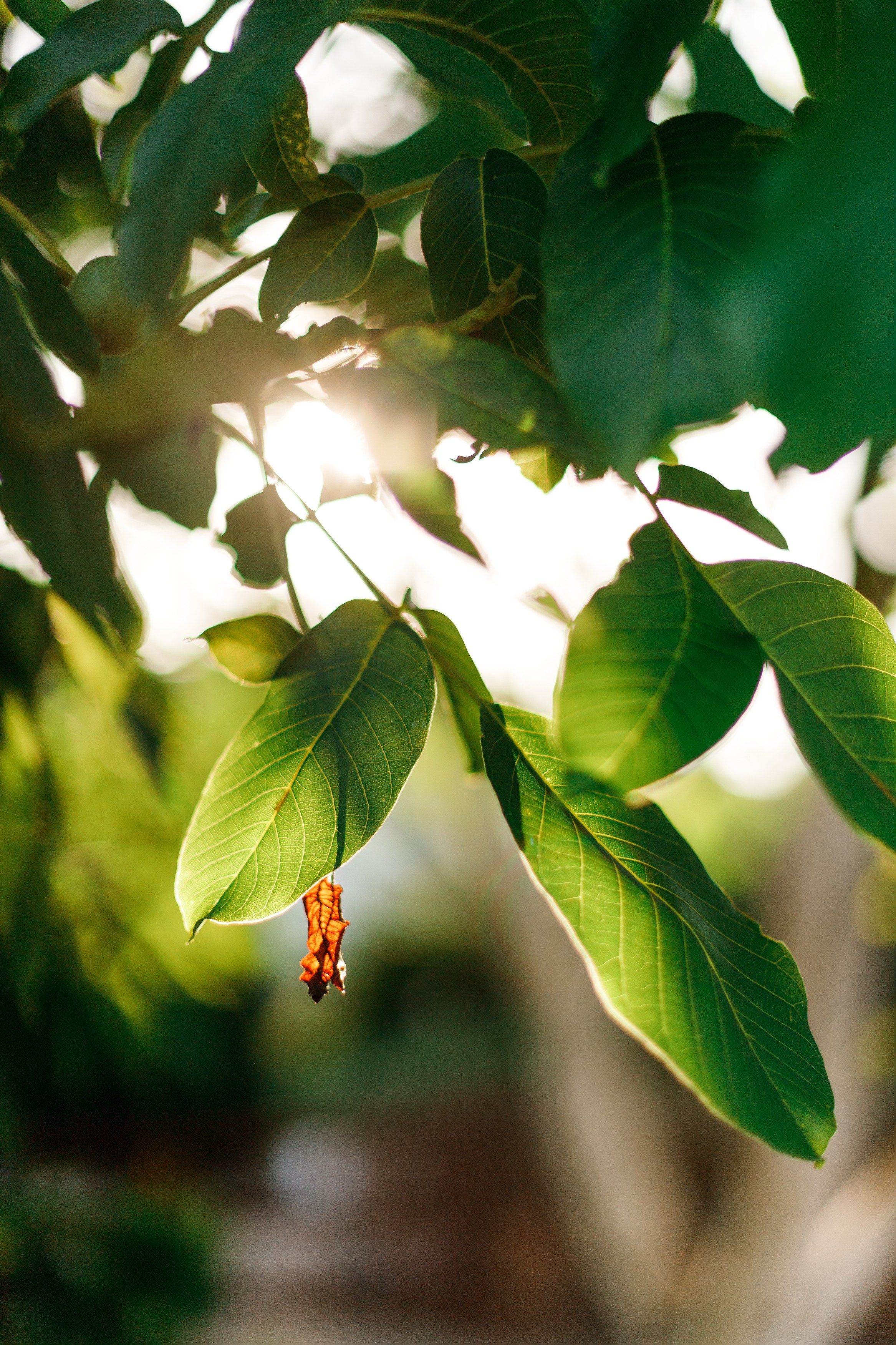 Nastya & Spark and Boss. Kaja | fotograf psów we Wrocławiu