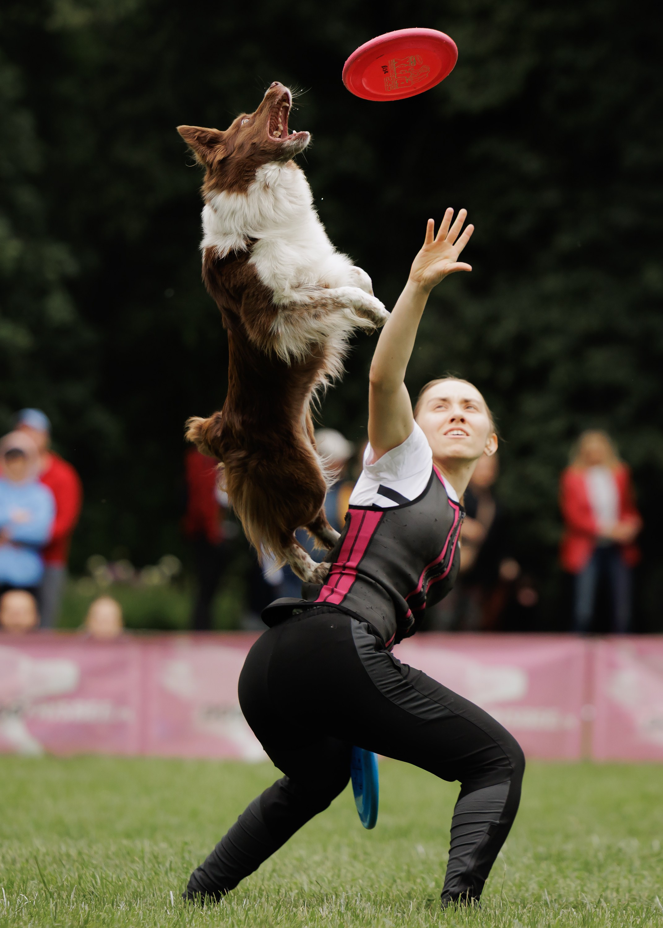 Latające psy, Wrocław'25. Kaja | fotograf psów we Wrocławiu