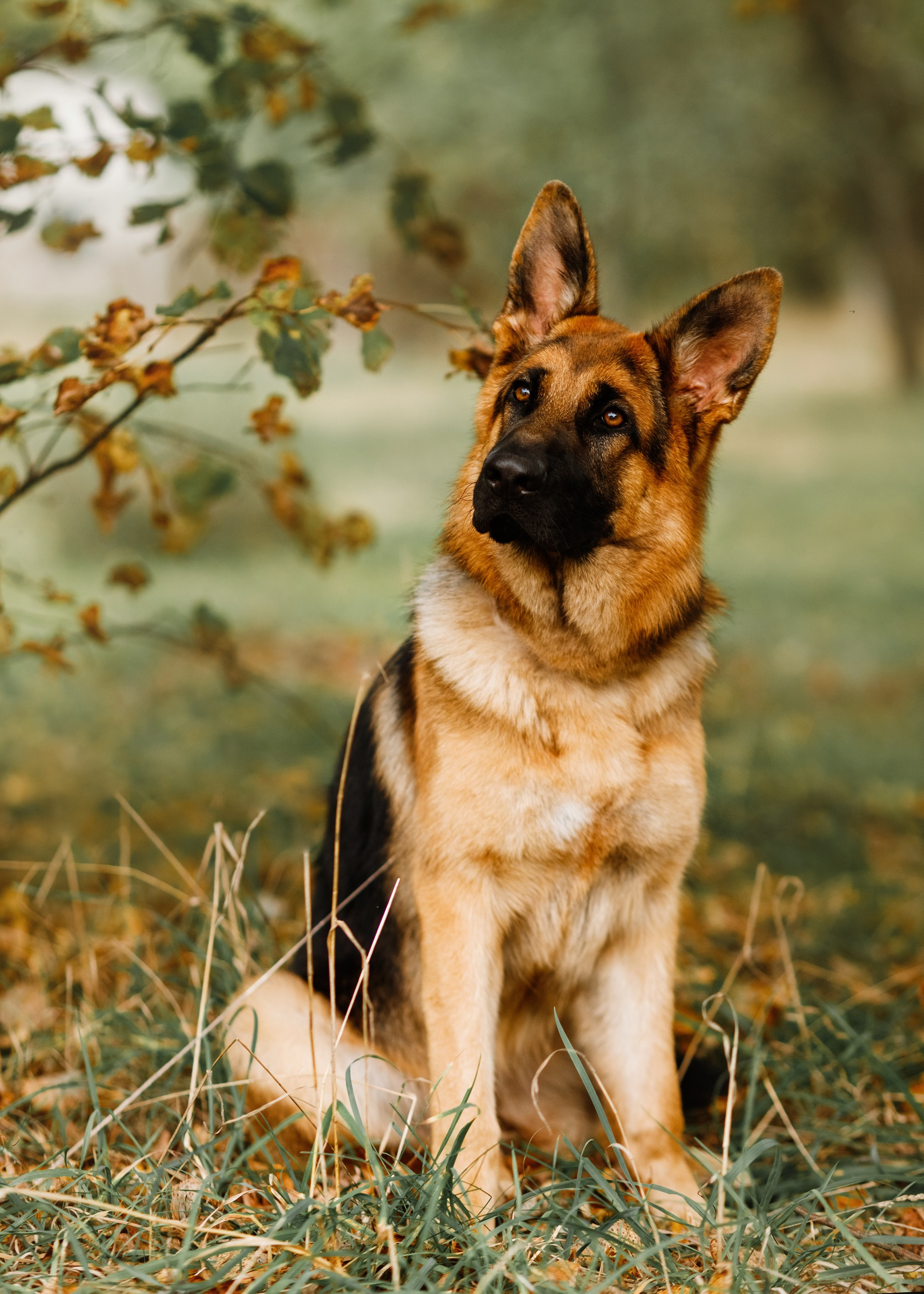 Dog shows | the best ones. Kaja | fotograf psów we Wrocławiu