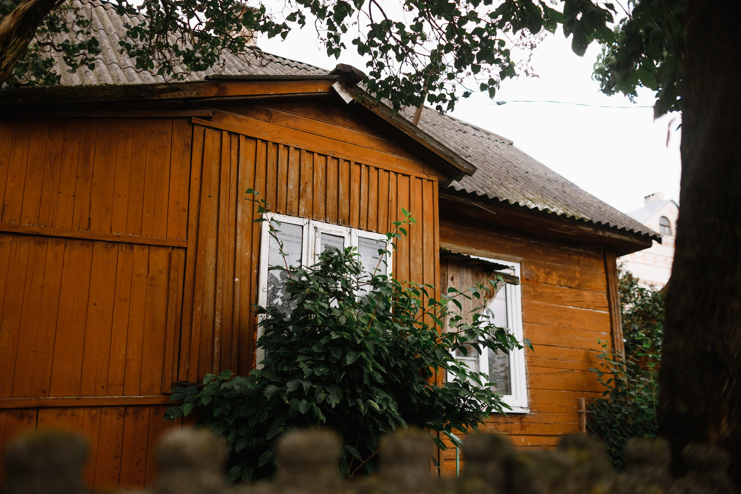 Grodno. Kaja | fotograf we Wrocławiu | ludzie i psy