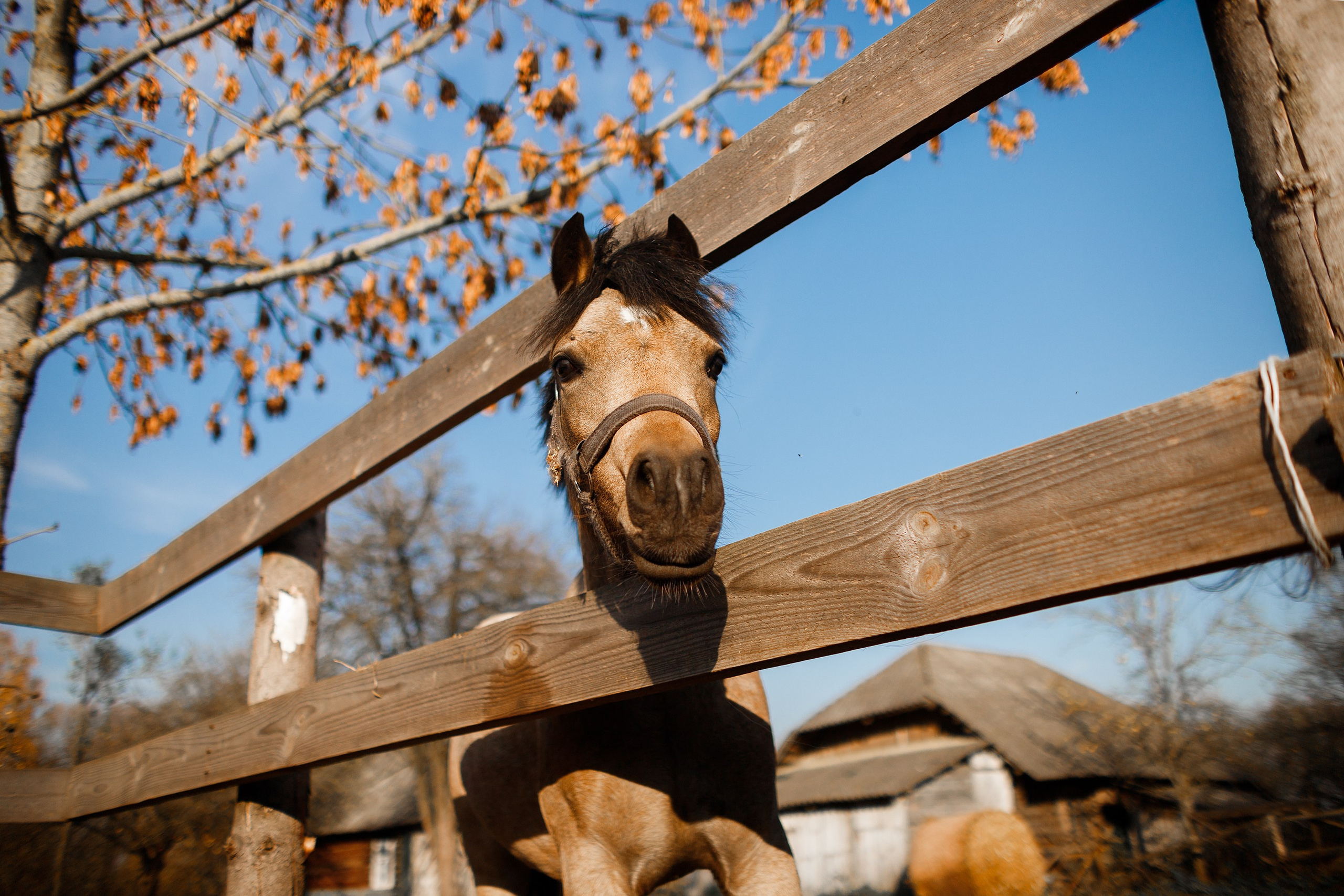 Autumn equestrian training. Kaja | fotograf psów we Wrocławiu