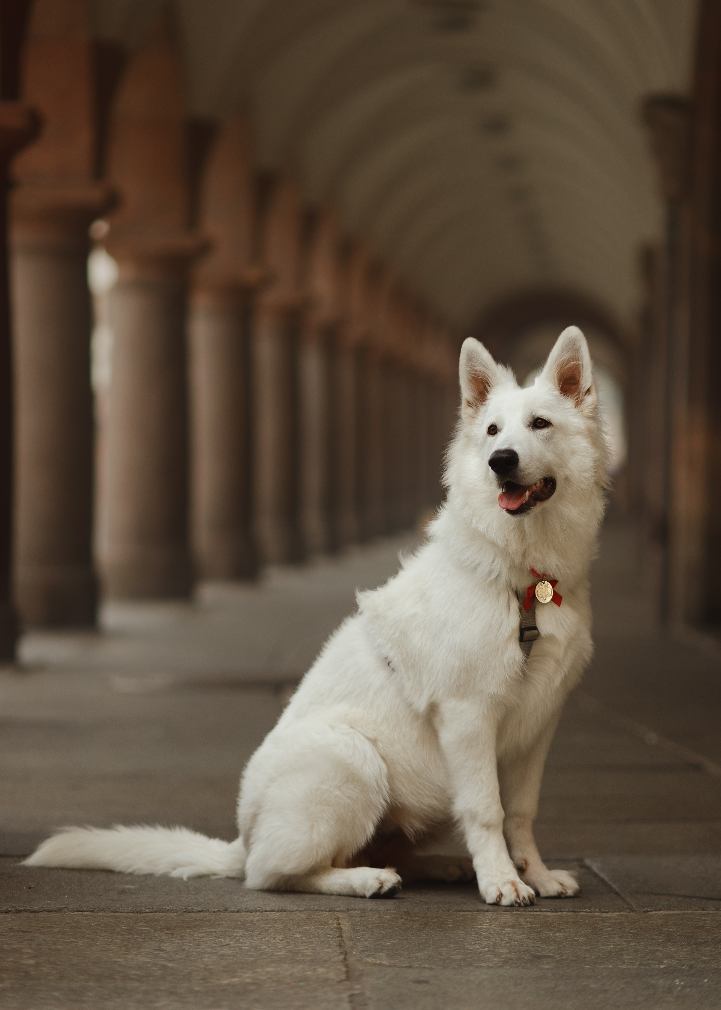 Astra in Leipzig. Kaja | fotograf we Wrocławiu | ludzie i psy