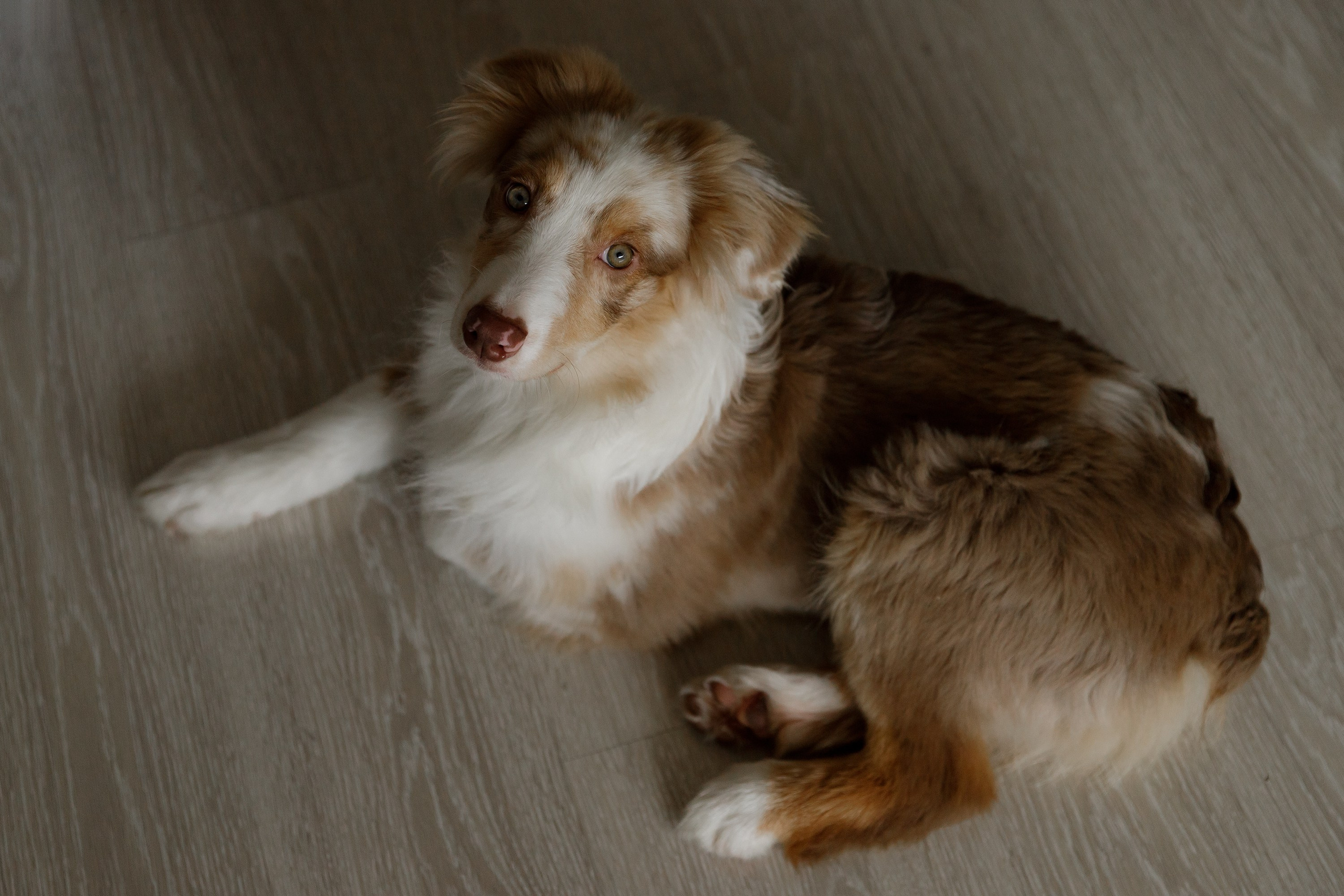 Fotografia psów Wrocław. Kaja | fotograf we Wrocławiu | ludzie i psy