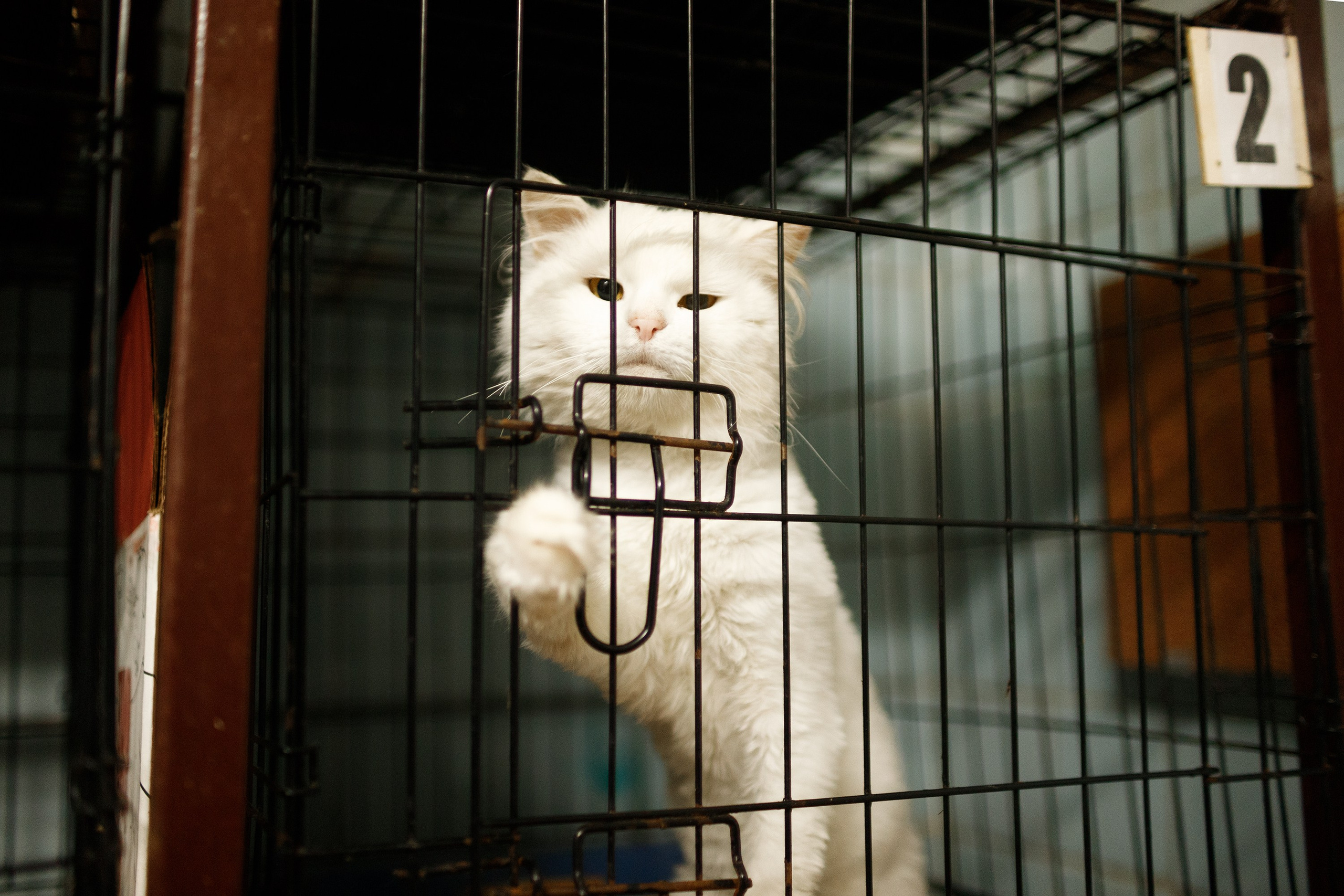 Shelter's cats for adoption. Kaja | fotograf we Wrocławiu | ludzie i psy