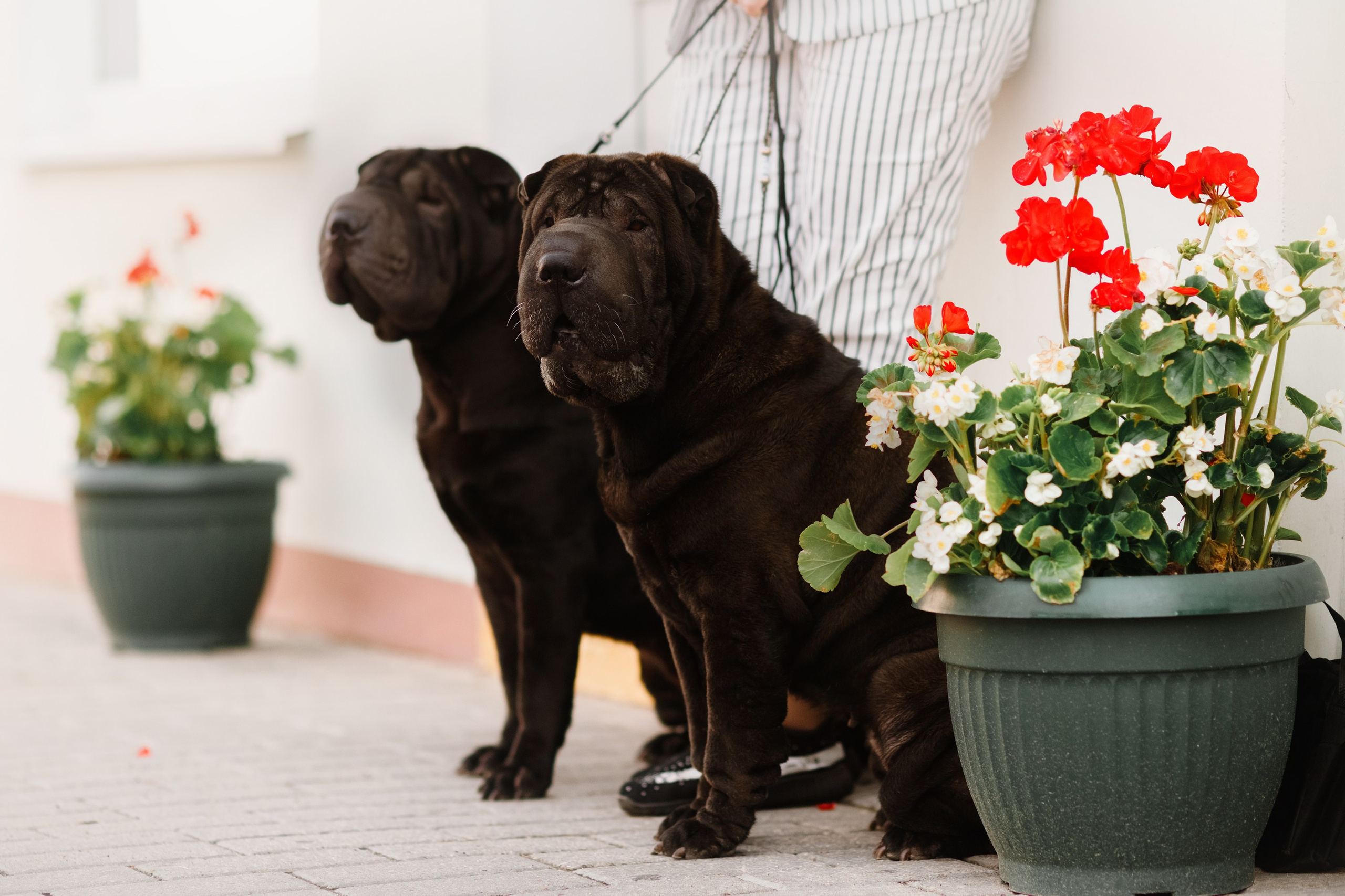 Shar pei in the city. Kaja | fotograf psów we Wrocławiu