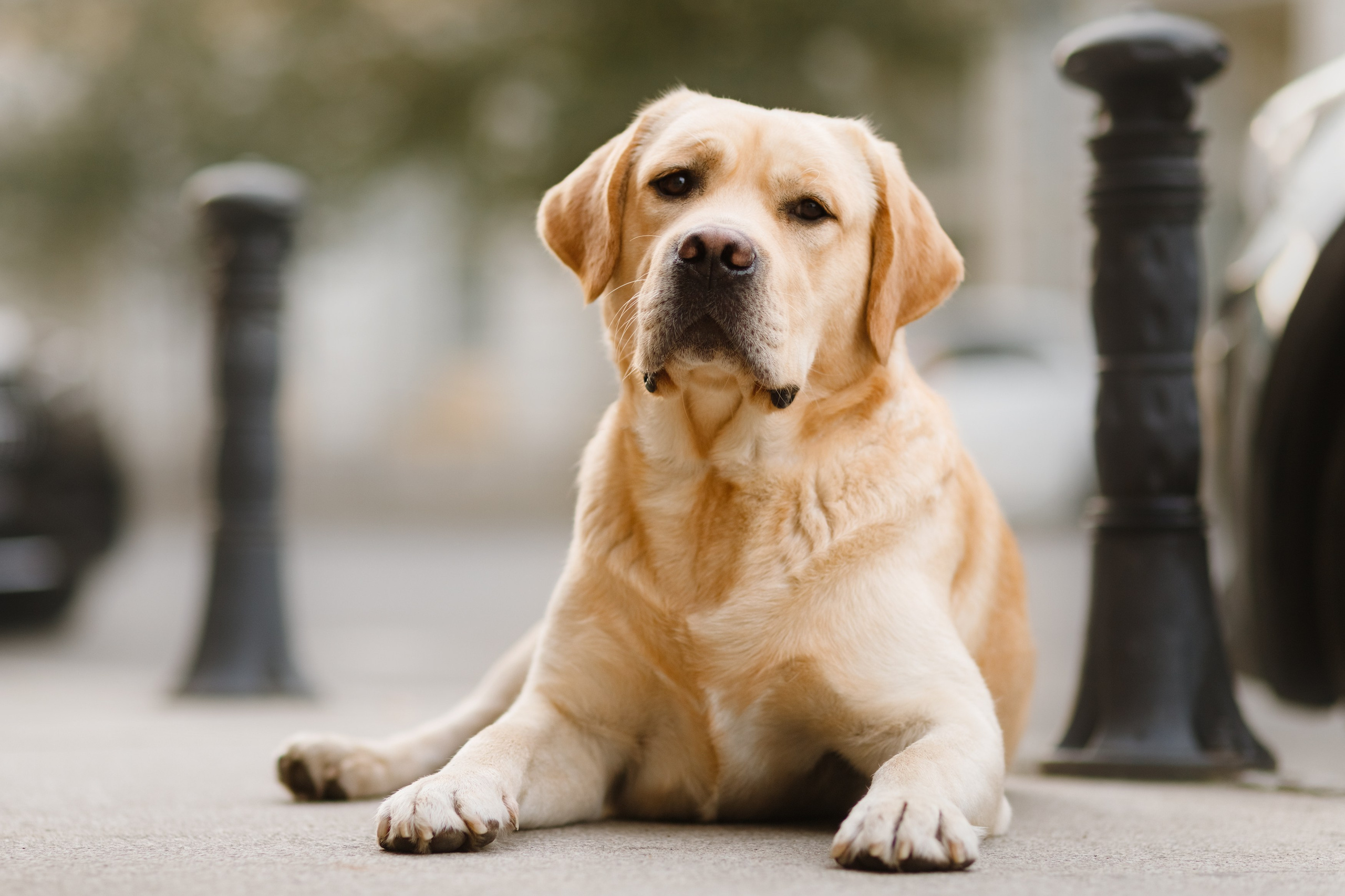 Katya & labrador. Kaja | fotograf psów we Wrocławiu