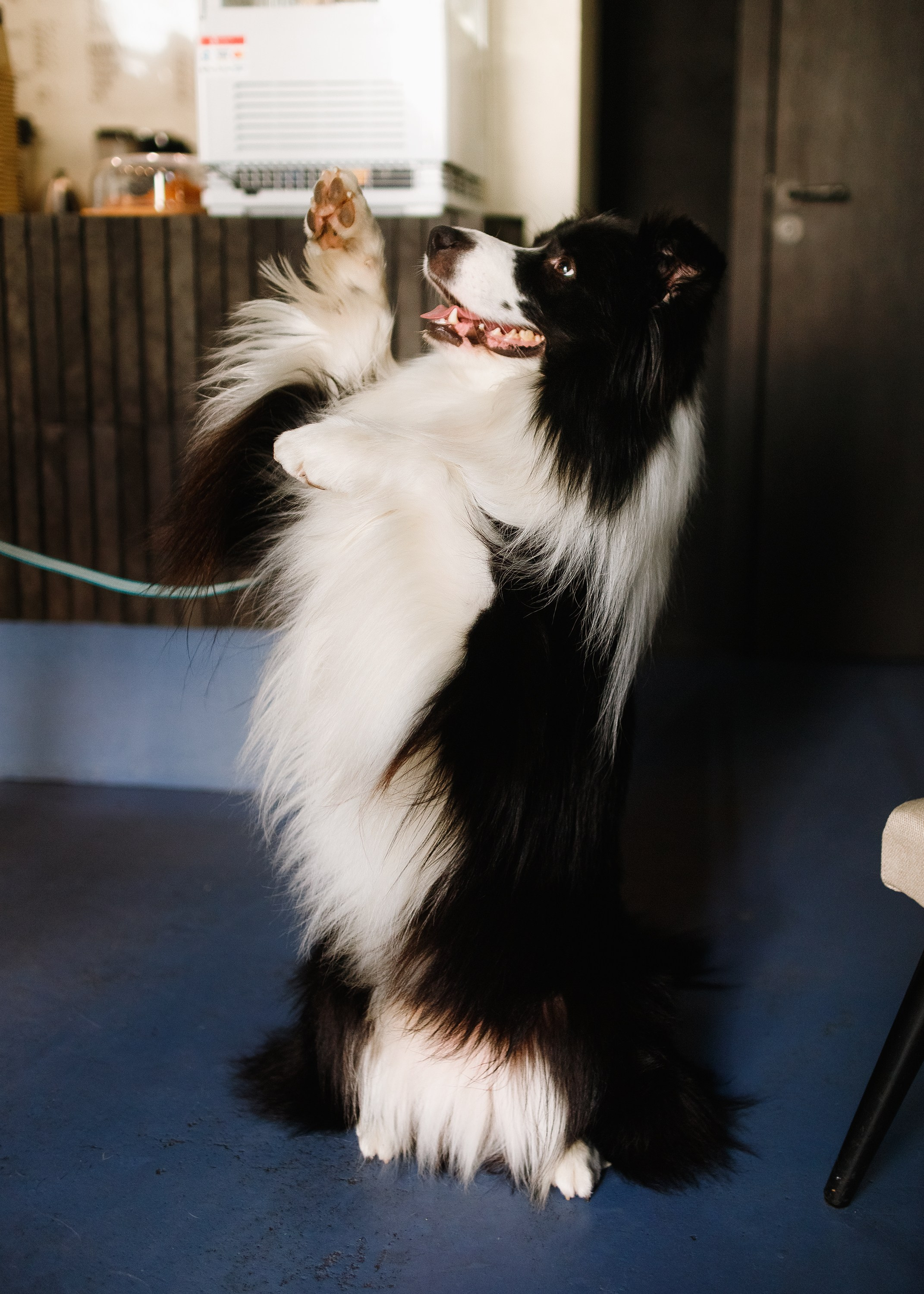 Evgenia & Richard. Kaja | fotograf we Wrocławiu | ludzie i psy