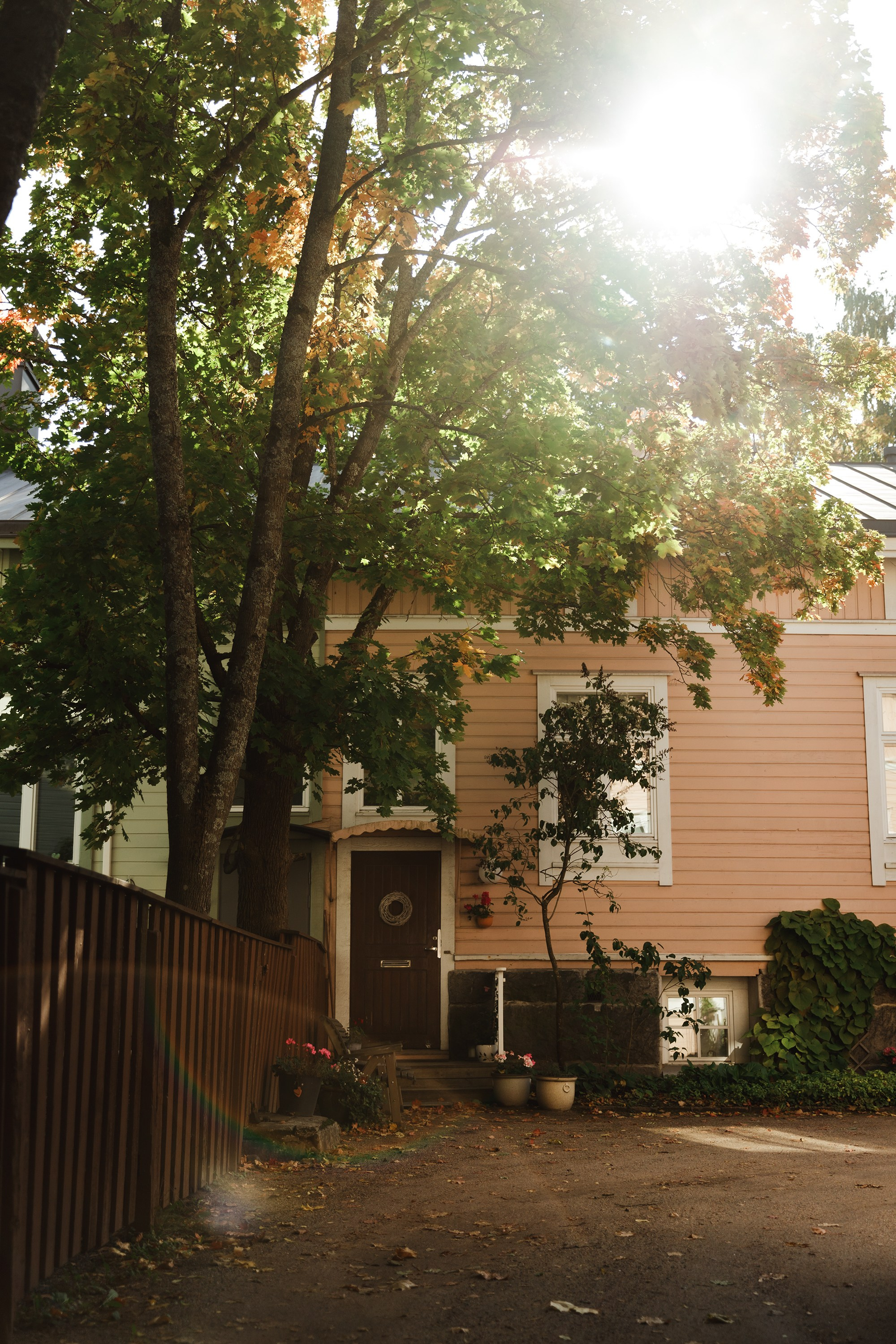 Turku. Kaja | fotograf psów we Wrocławiu