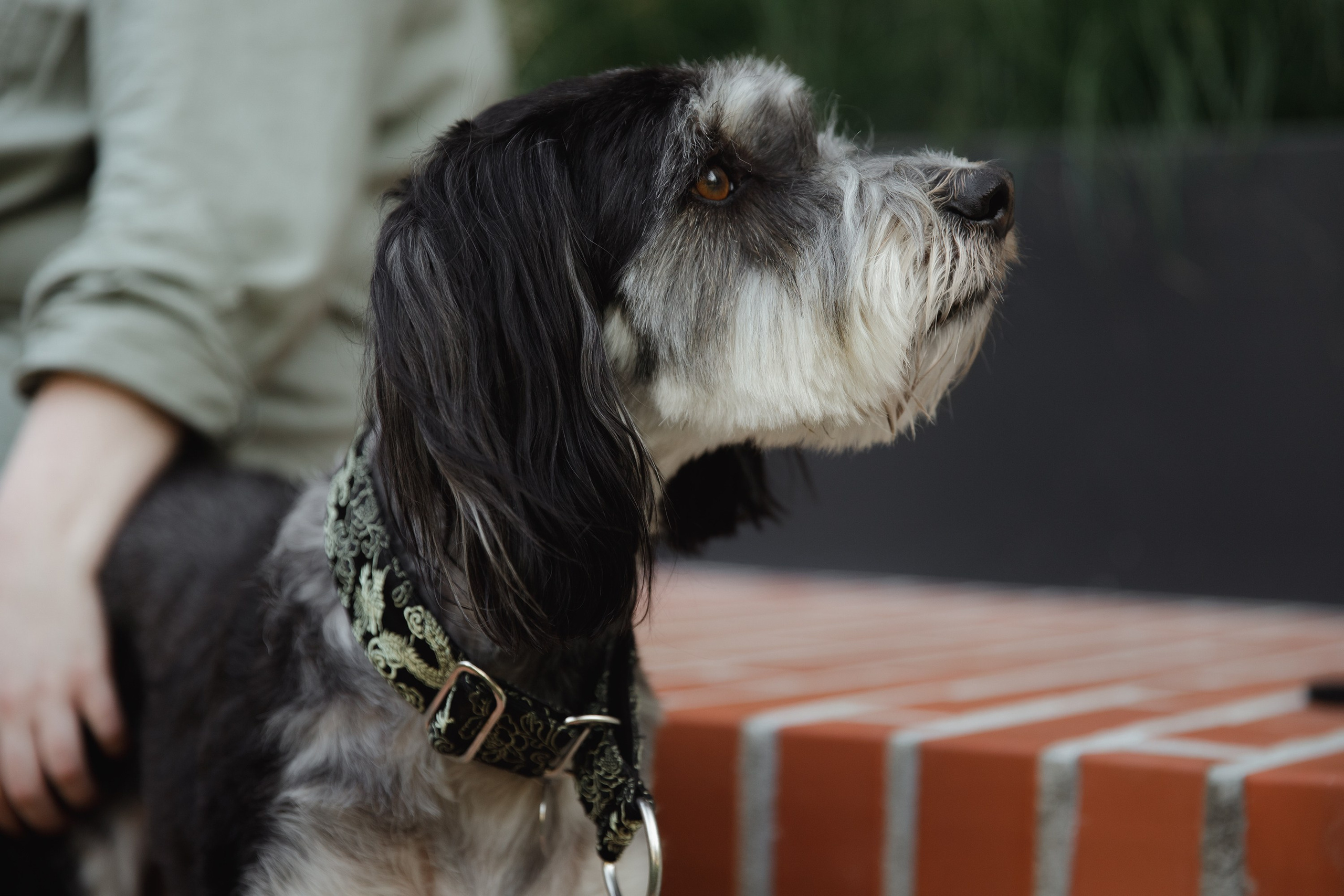 Lera & Flora. Kaja | fotograf we Wrocławiu | ludzie i psy
