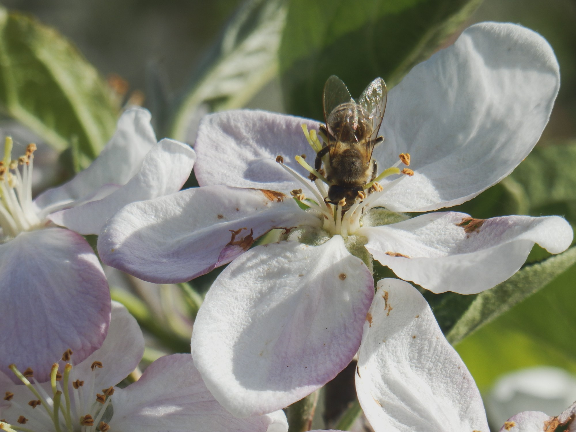 Peisaj /natura. Daniel Criste Fotograf