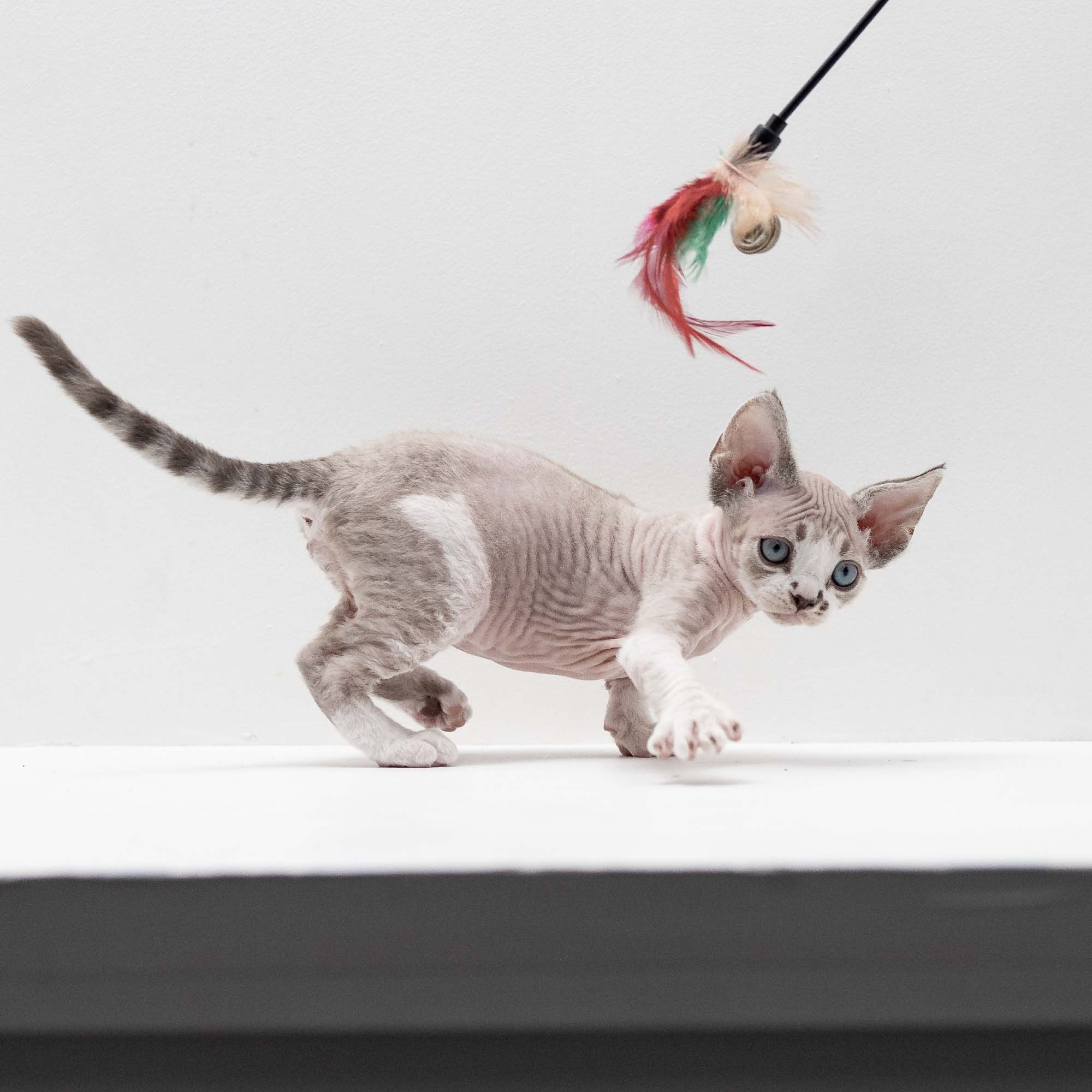 Frank, boy, born on 01.01.25. Devon Rex Pixie Cattery