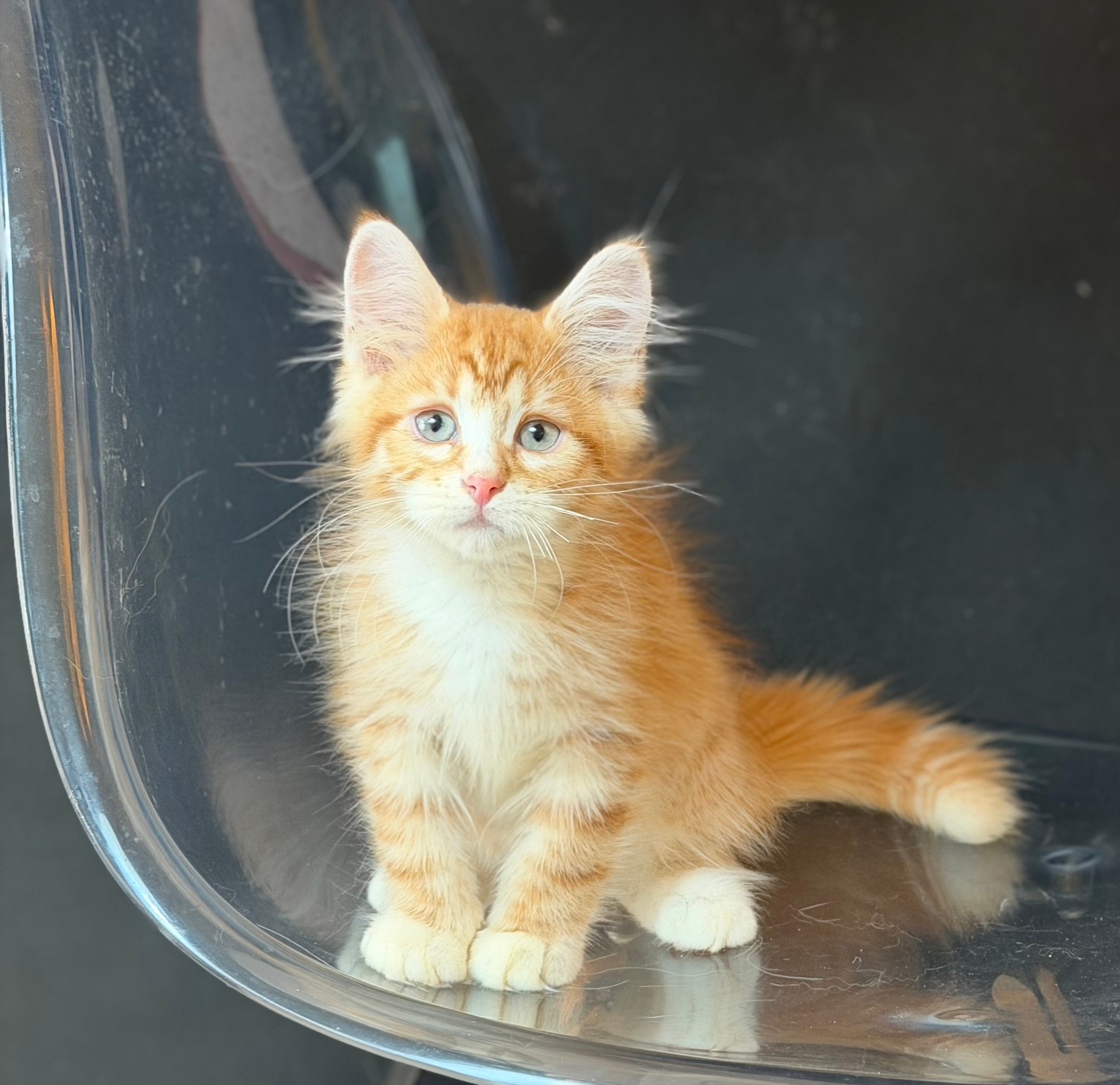 Available- Eli- Red Tabby Male