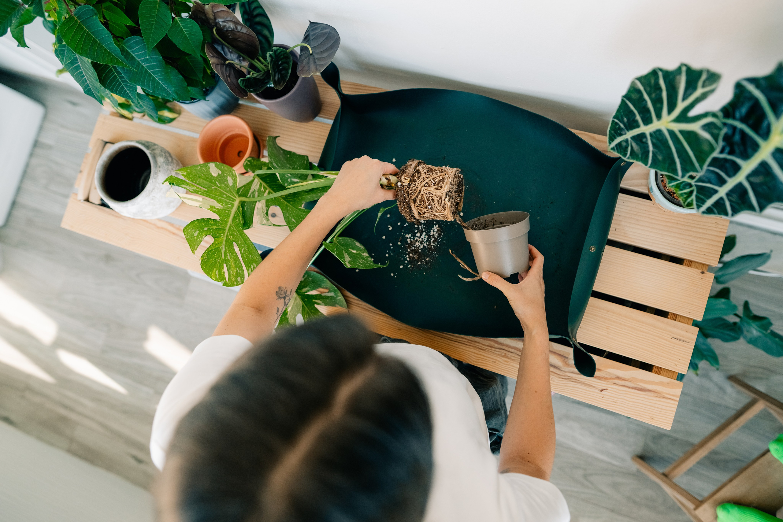 No Drama Plants. Maria Sher. Fotógrafa profissional do Porto, Portugal