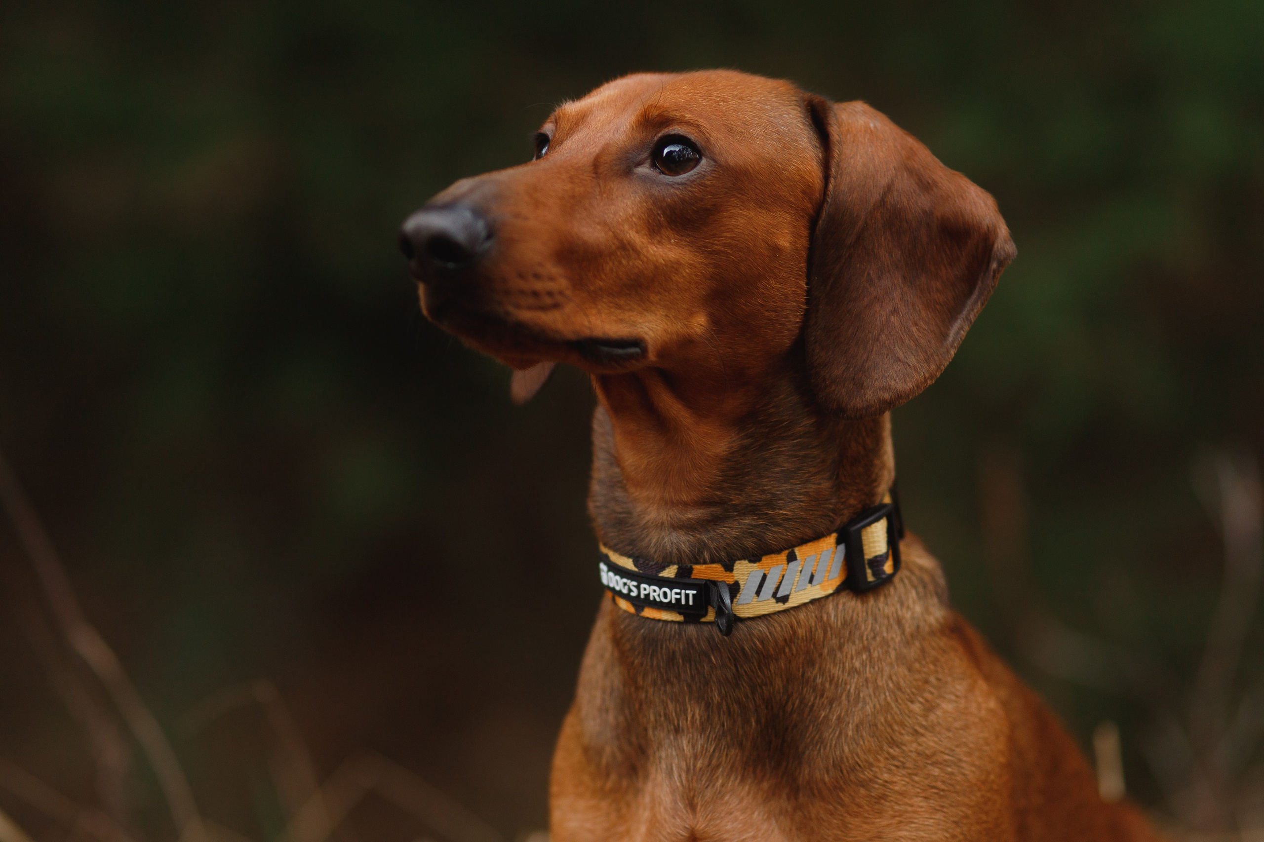 Ania, Franek & Vincent. Kaja | fotograf psów we Wrocławiu