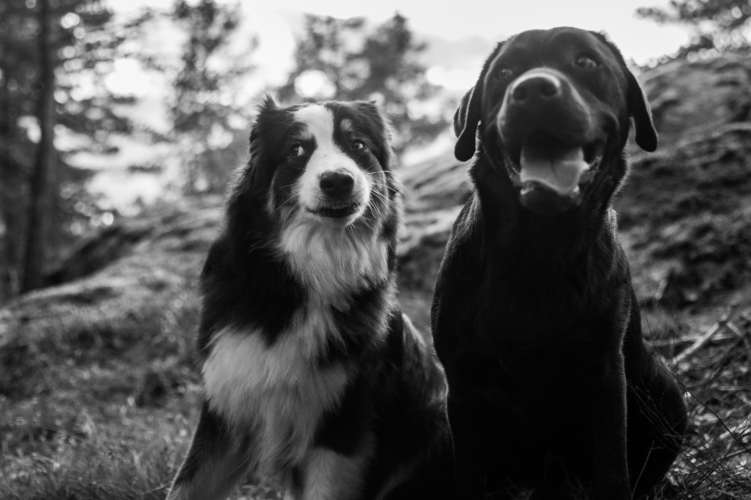 Finnish mossy hills. Kaja | fotograf psów we Wrocławiu