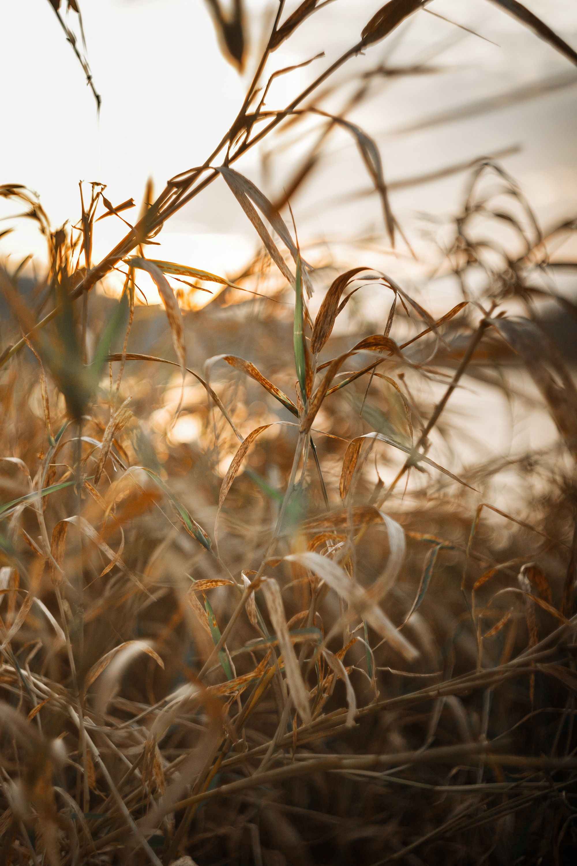 Polina. Kaja | fotograf psów we Wrocławiu