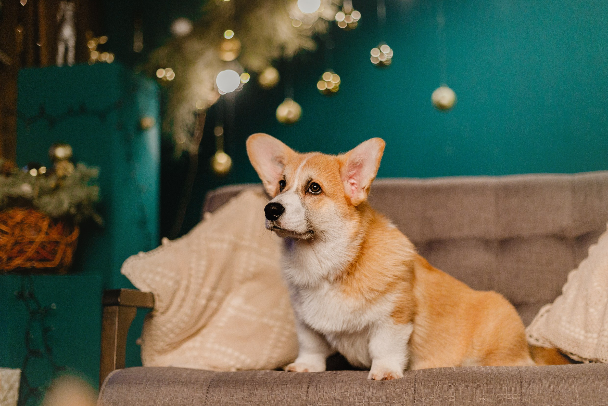 New Year corgis in studio. Kaja | fotograf we Wrocławiu | ludzie i psy