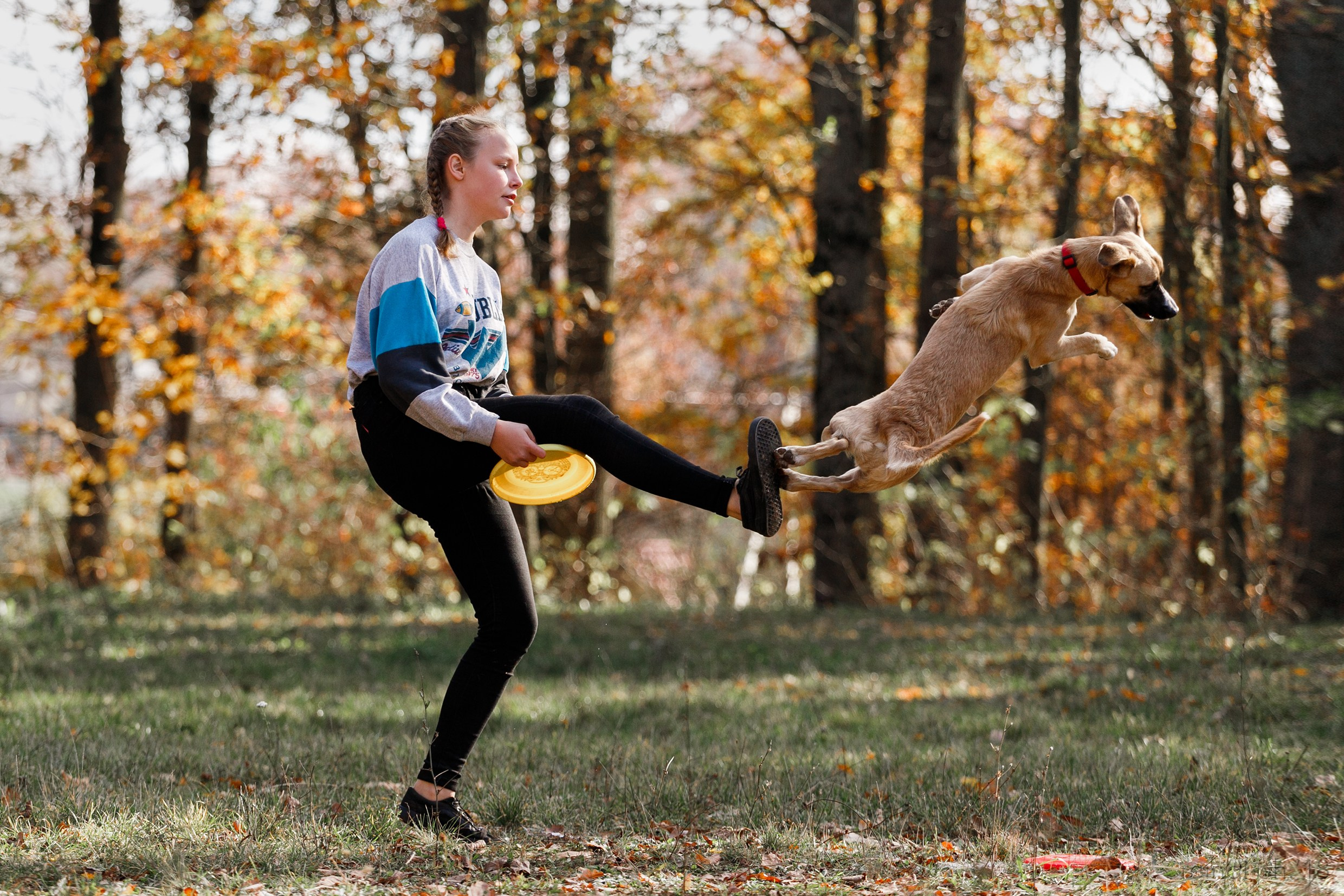 Frisbee and dog puller championship | autumn. Kaja | fotograf we Wrocławiu | ludzie i psy