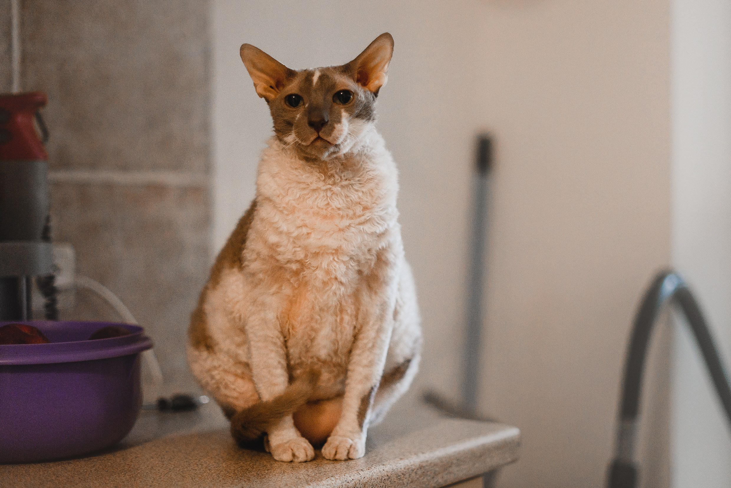 Pack of cats in the home. Kaja | fotograf we Wrocławiu | ludzie i psy