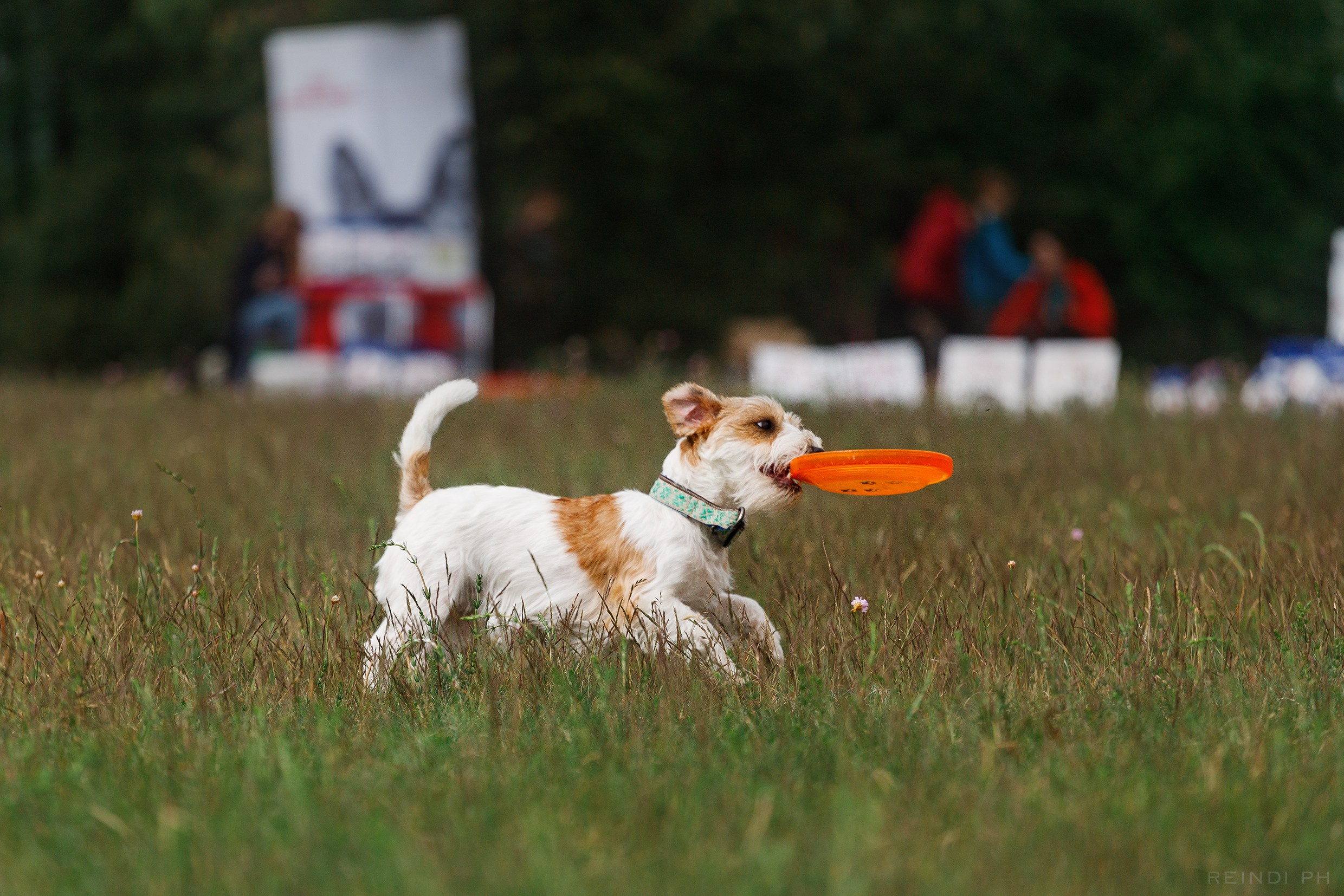 Dog frisbee championship | summer. Kaja | fotograf we Wrocławiu | ludzie i psy