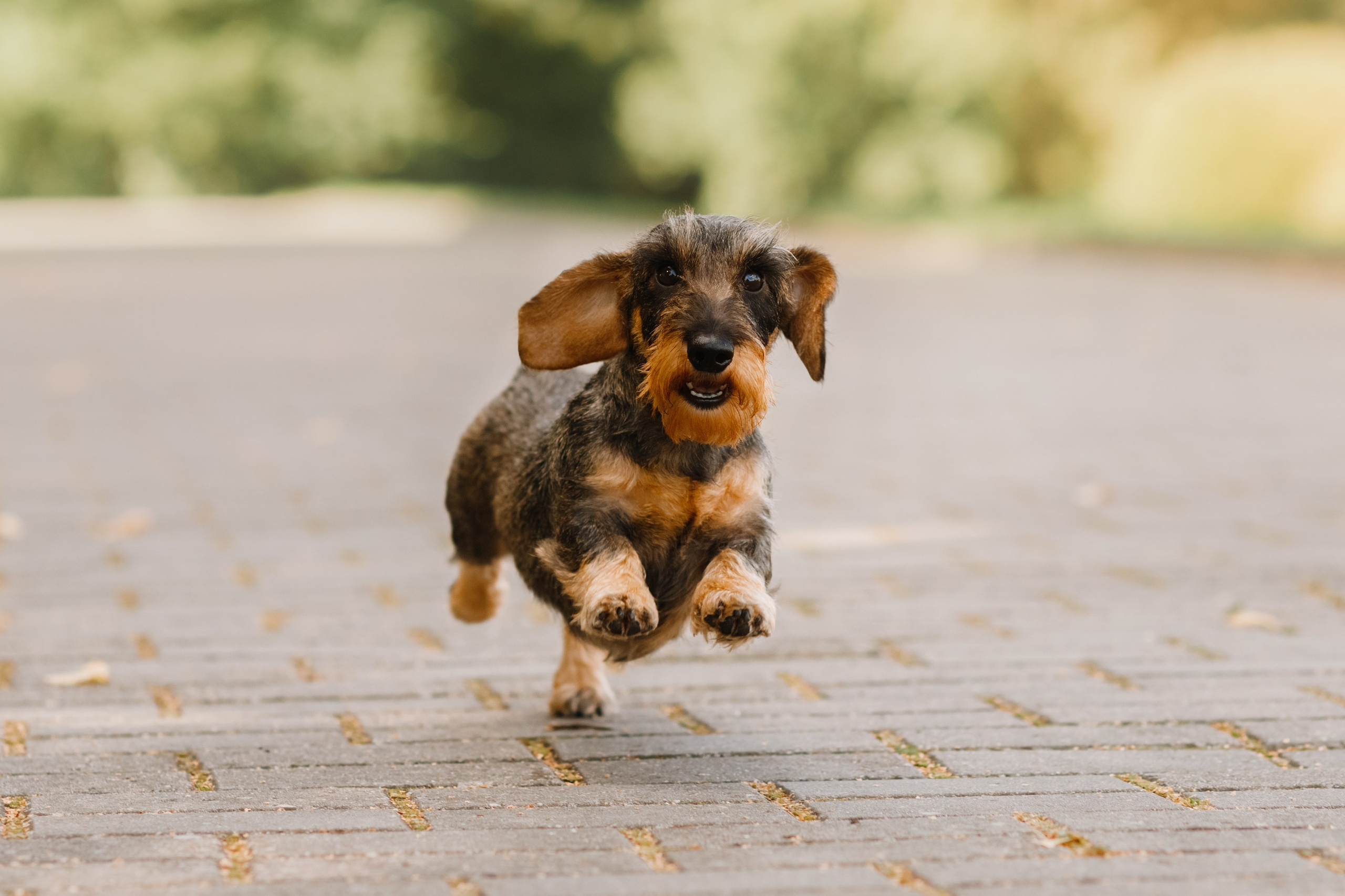 Summer photo day for dog handler. Kaja | fotograf we Wrocławiu | ludzie i psy