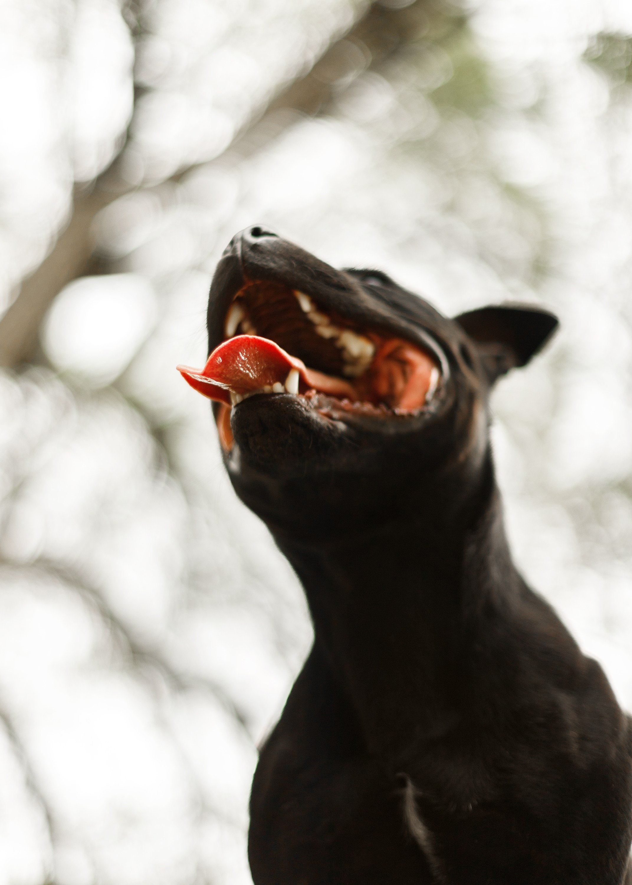 Staffy Yosia. Kaja | fotograf we Wrocławiu | ludzie i psy