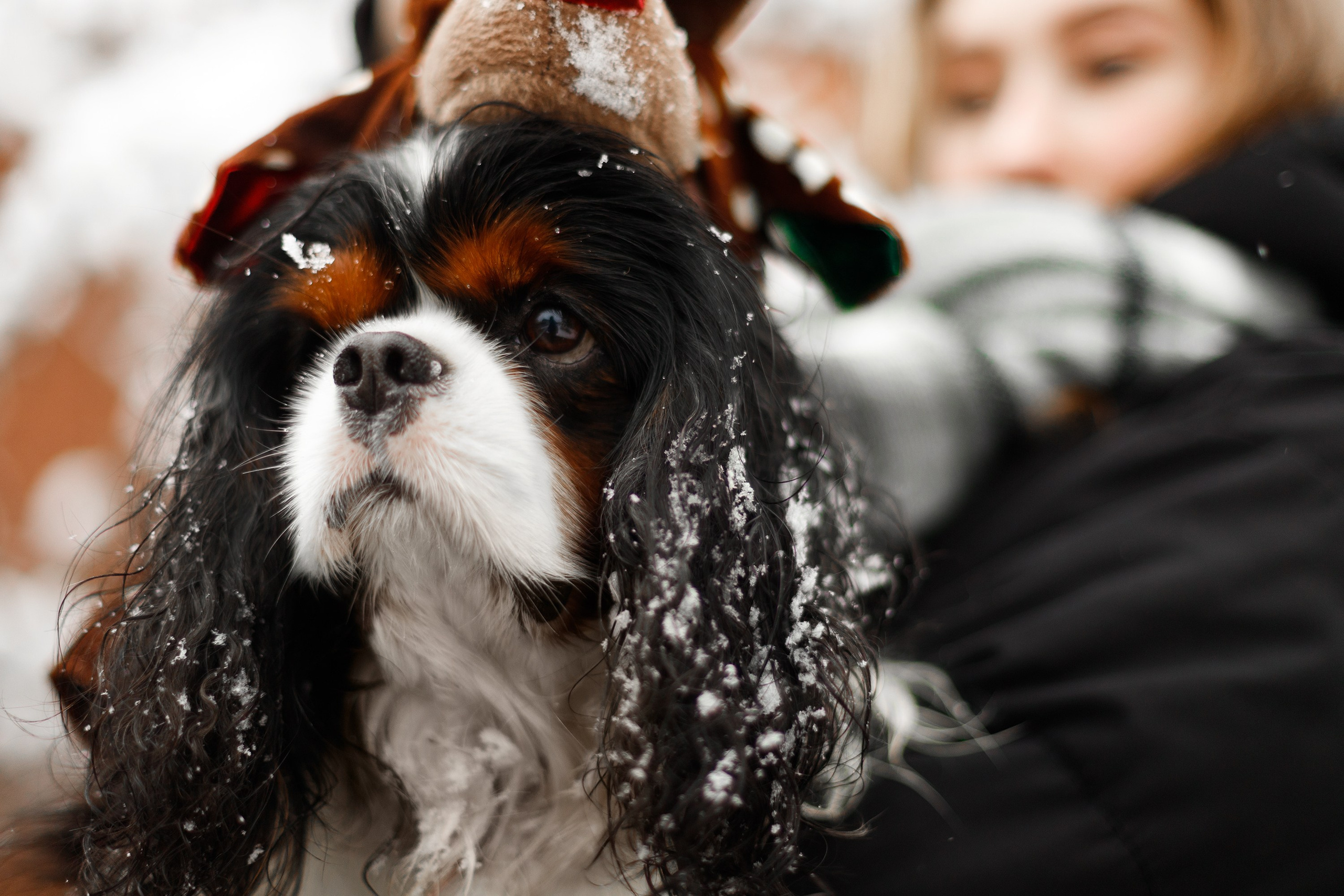Uliana & winter spaniels. Kaja | fotograf psów we Wrocławiu