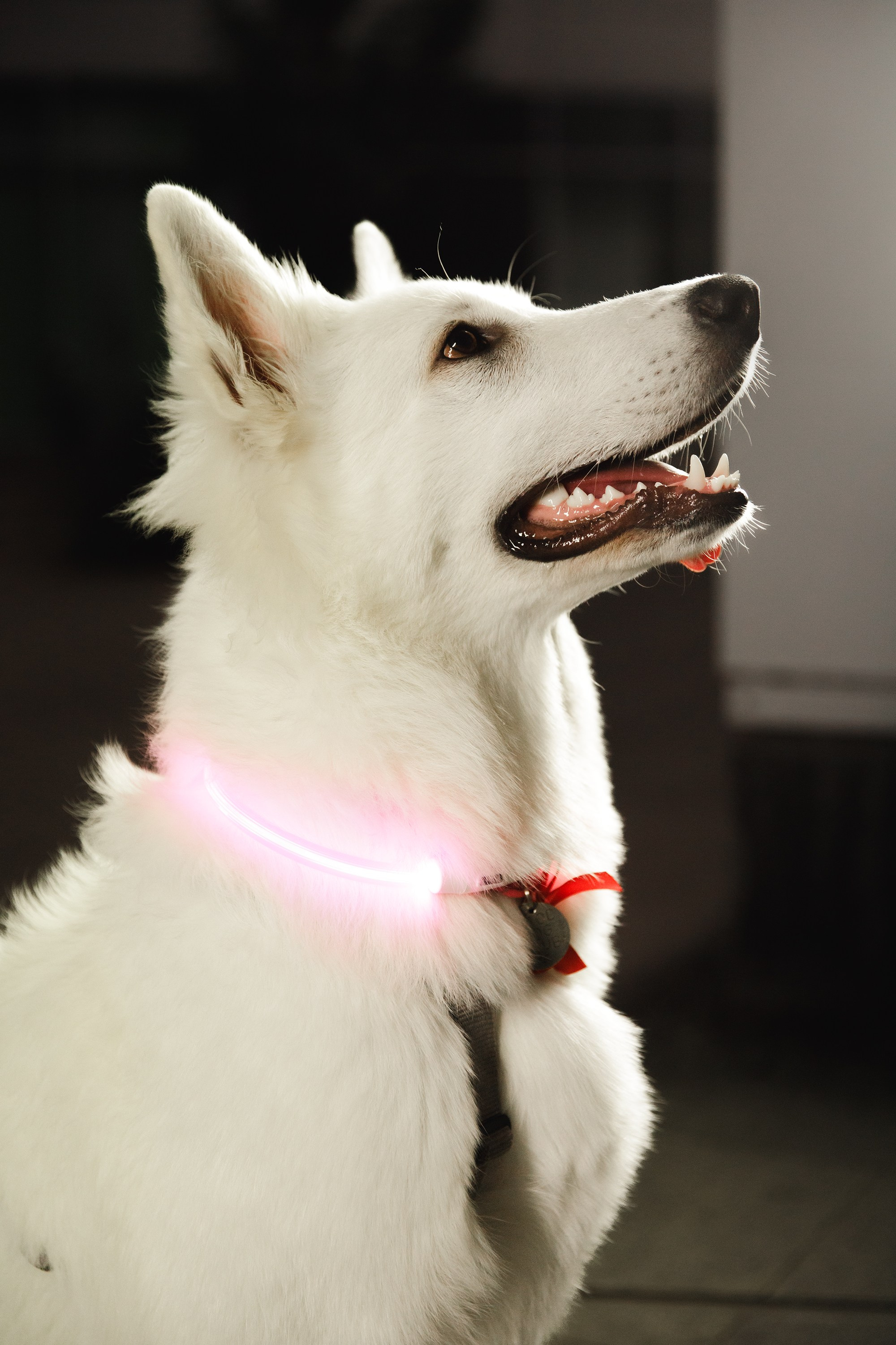 Astra in Leipzig. Kaja | fotograf we Wrocławiu | ludzie i psy