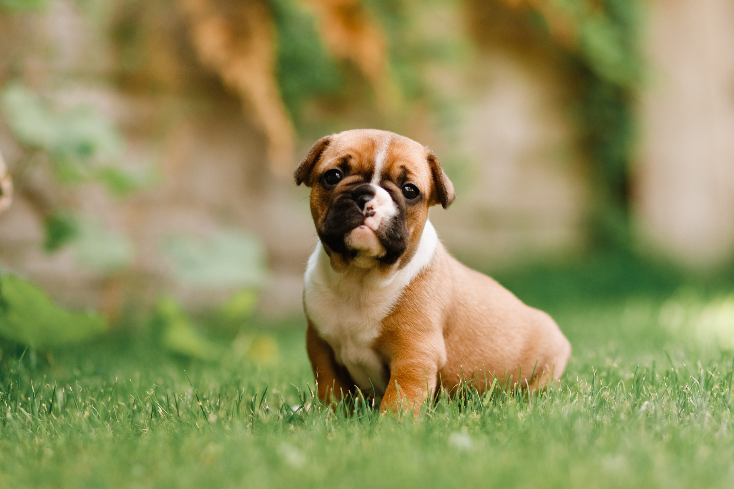 French bulldog puppies. Kaja | fotograf we Wrocławiu | ludzie i psy