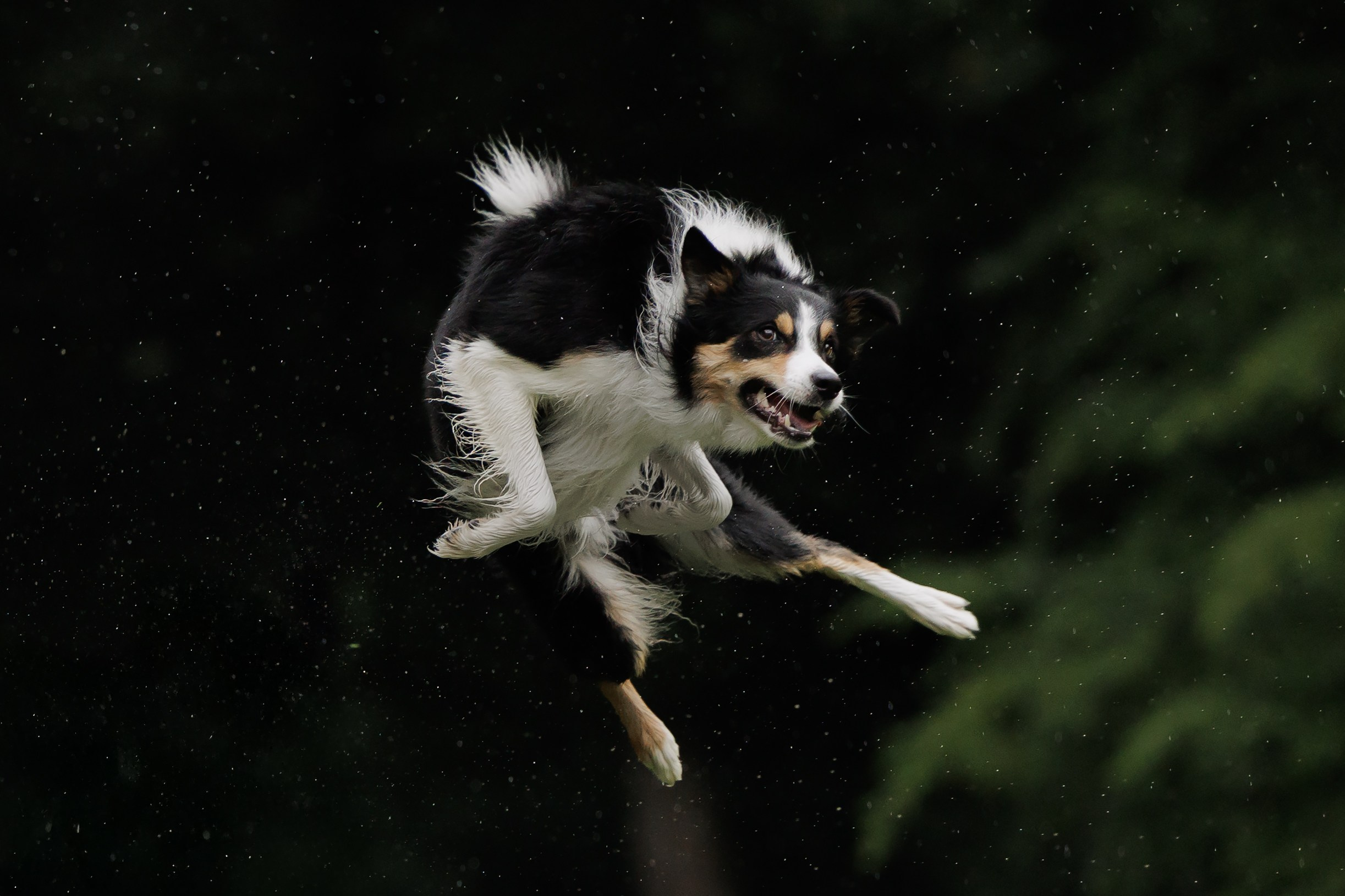 Latające psy, Wrocław'25. Kaja | fotograf psów we Wrocławiu