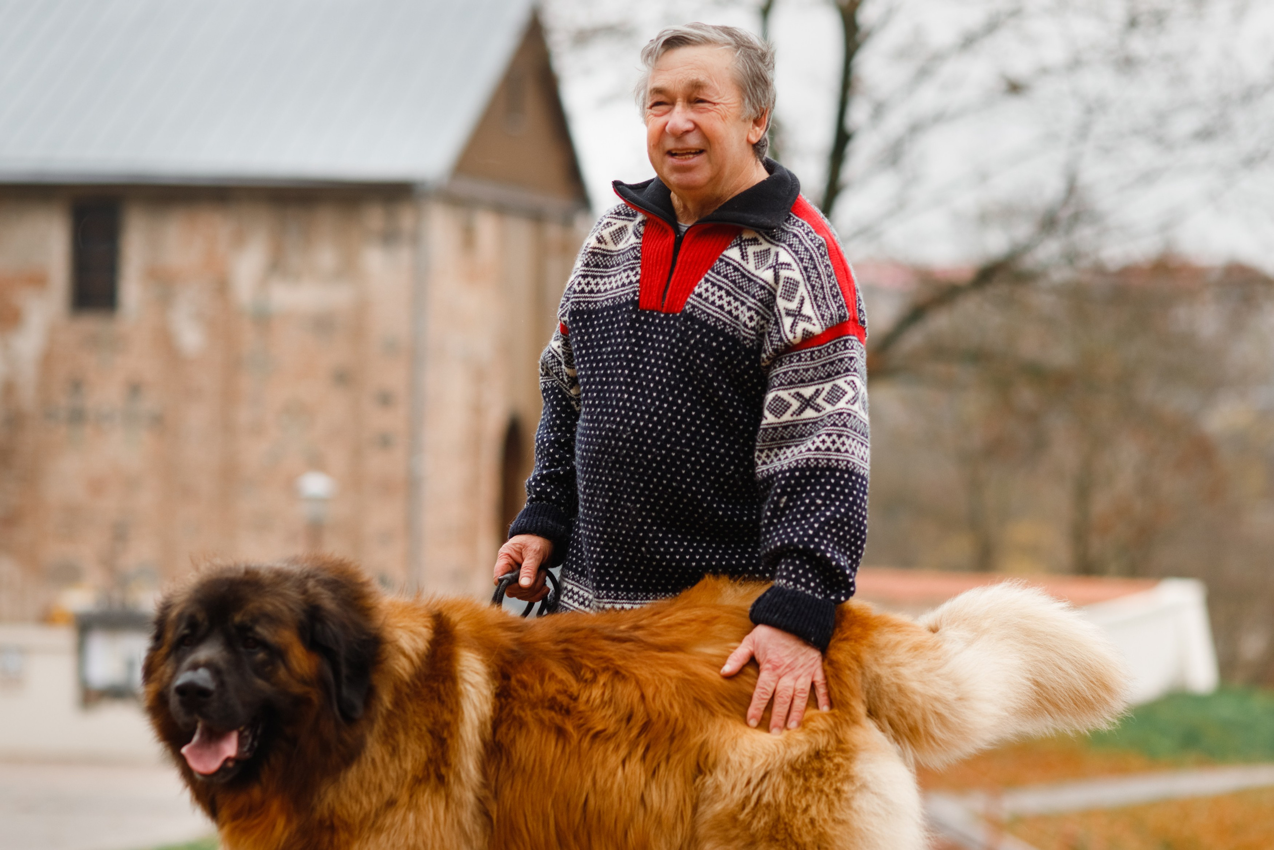Leonbergers. Kaja | fotograf we Wrocławiu | ludzie i psy