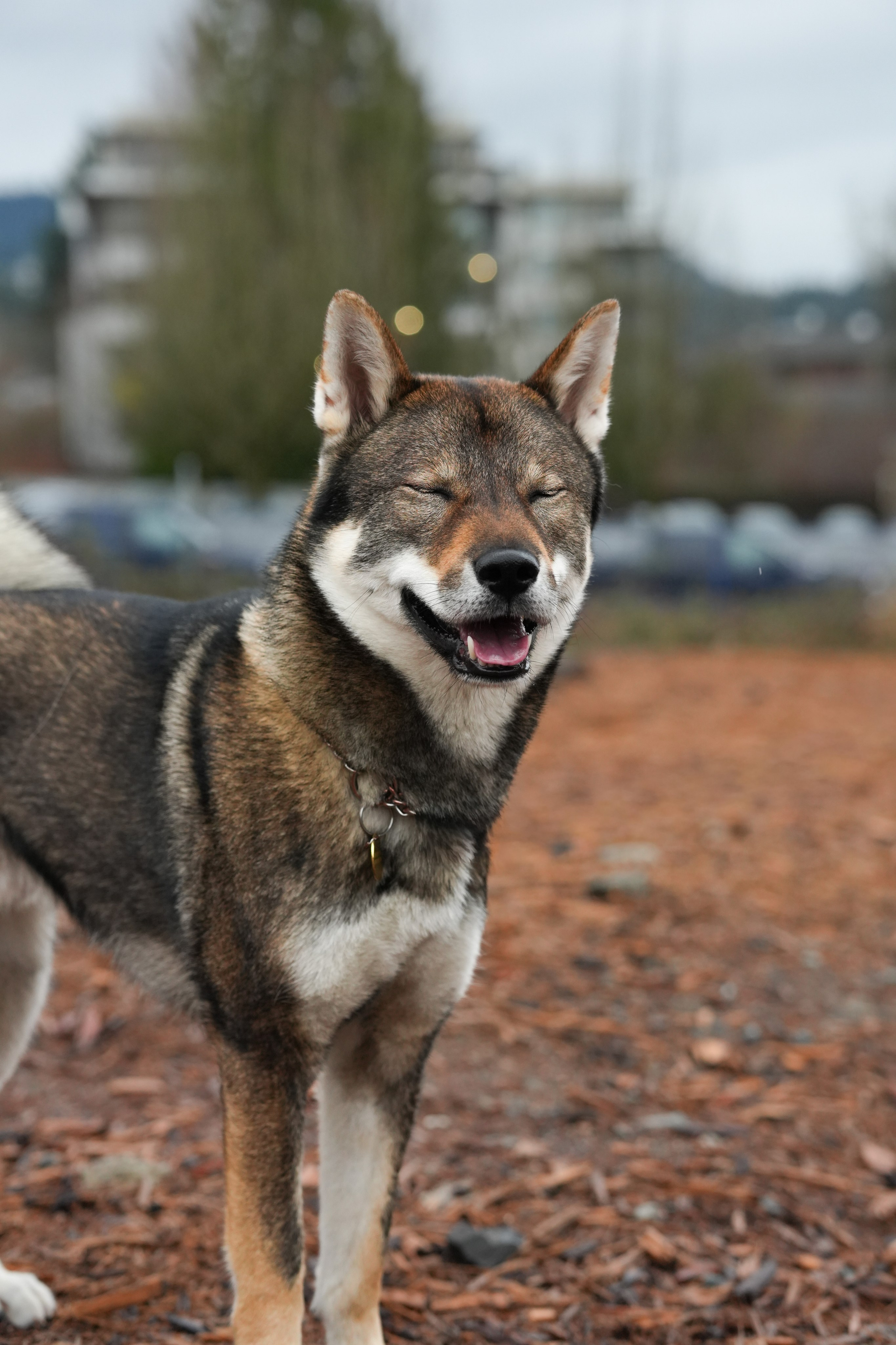 Pets. Shuttergry Photography