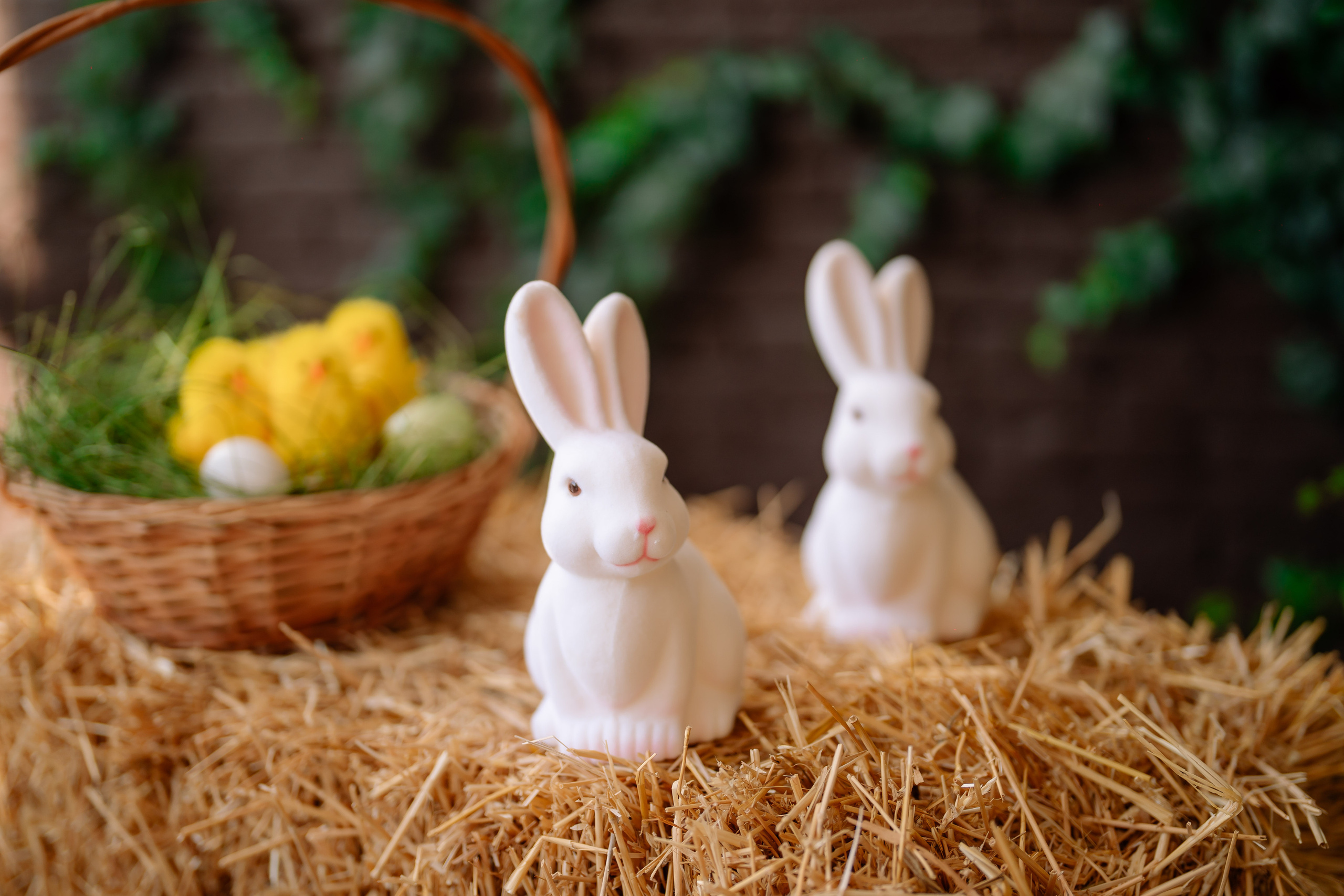 Primăvara — Toamna 2023. Diana Muntean Photography