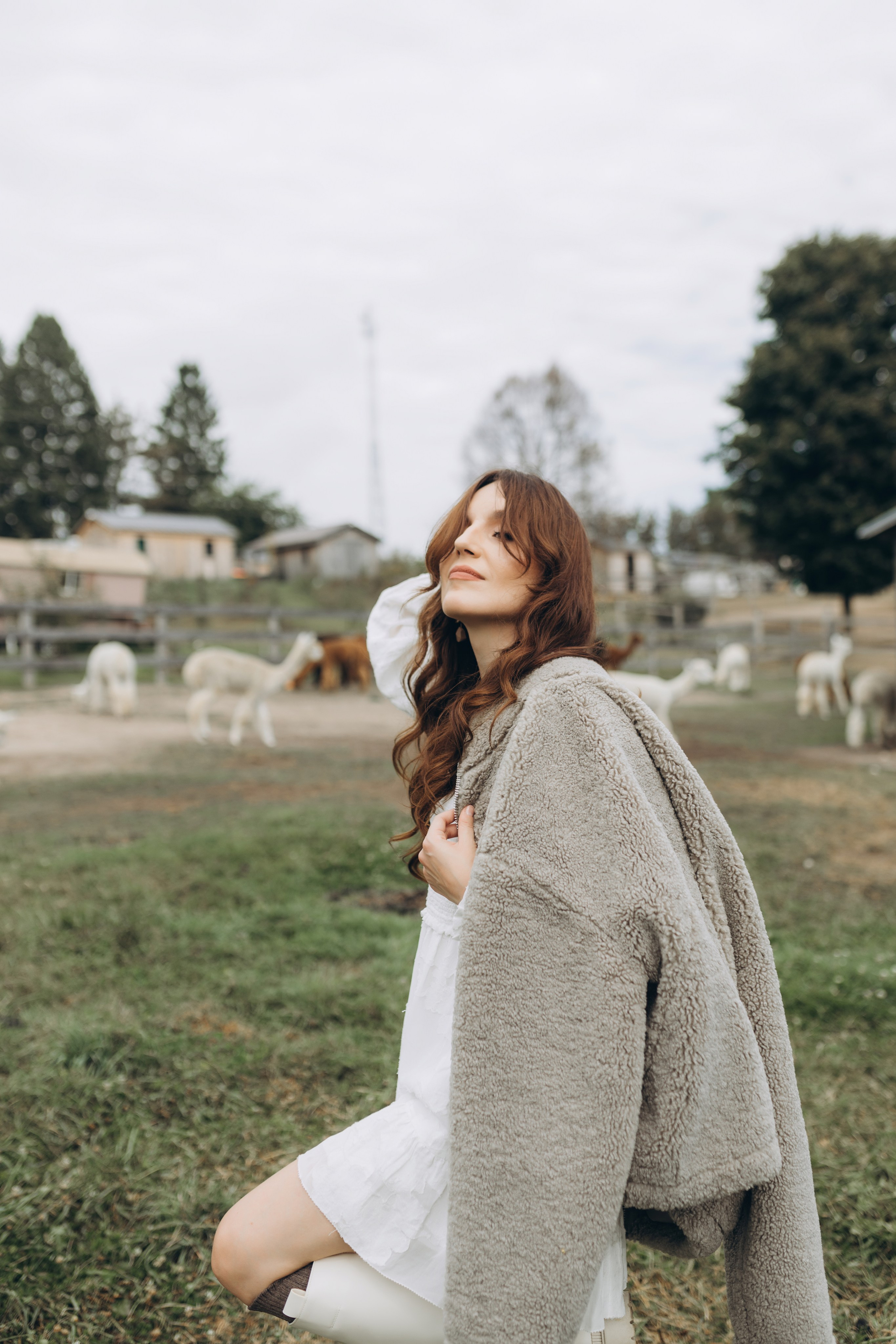 Alpacas Farm. Chernenko.photography