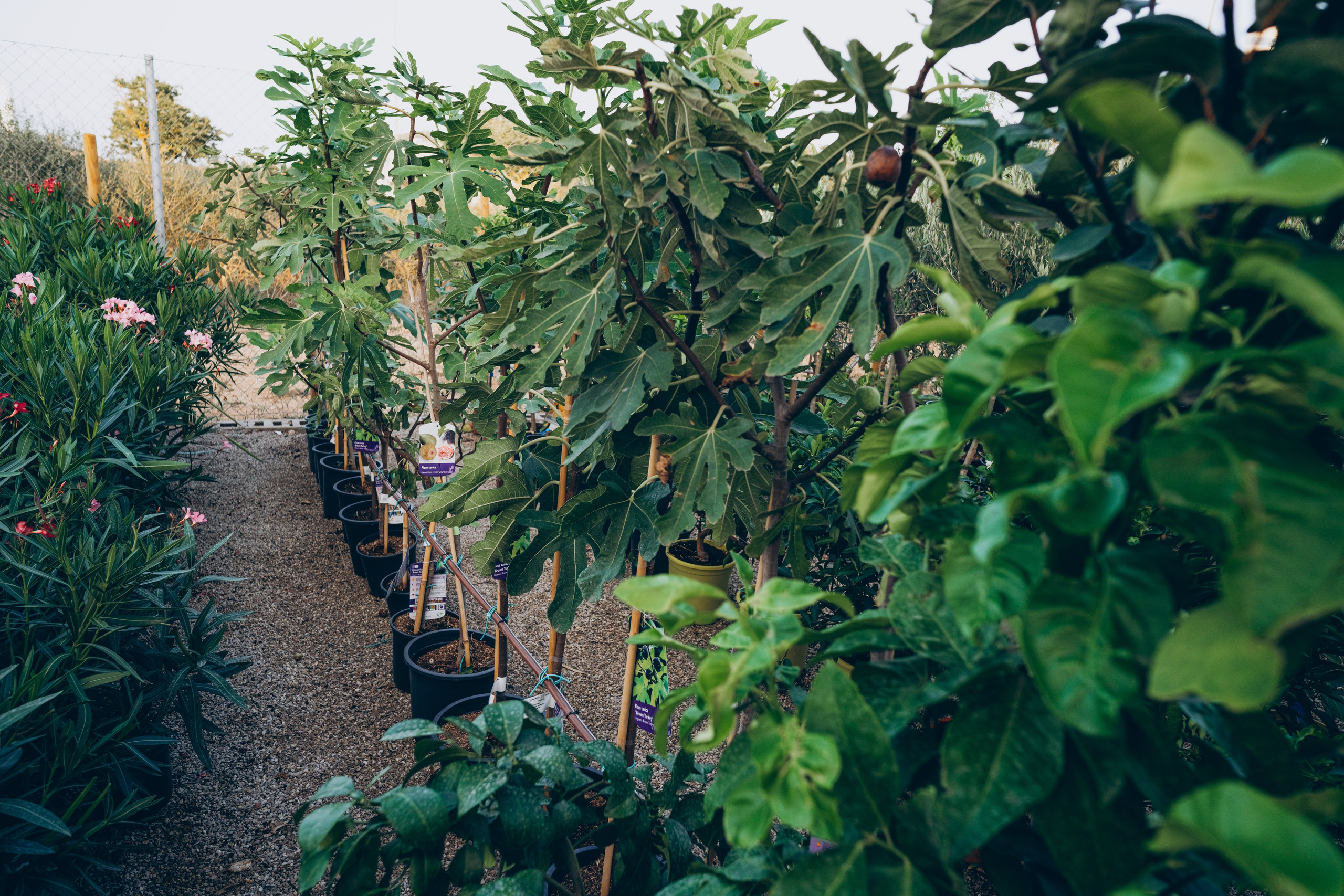 Centro Jardin. Photographer in Mallorca