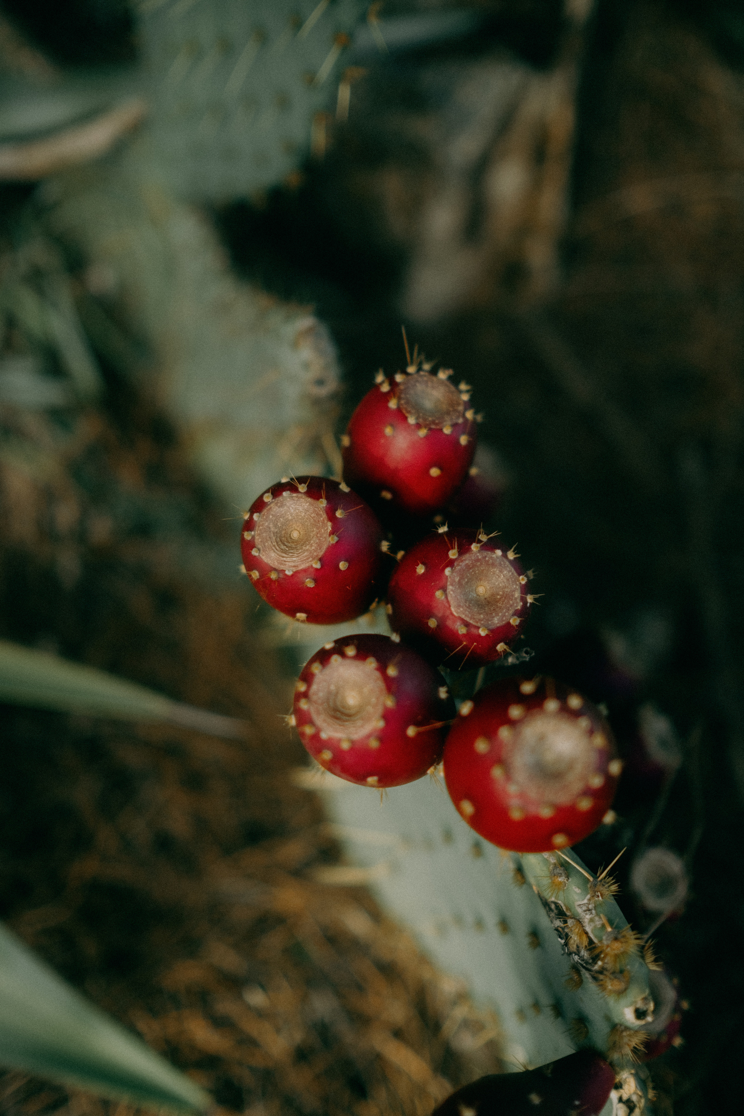 Ksenia & Artur. Paola wedding photographer / videographer in Barcelona