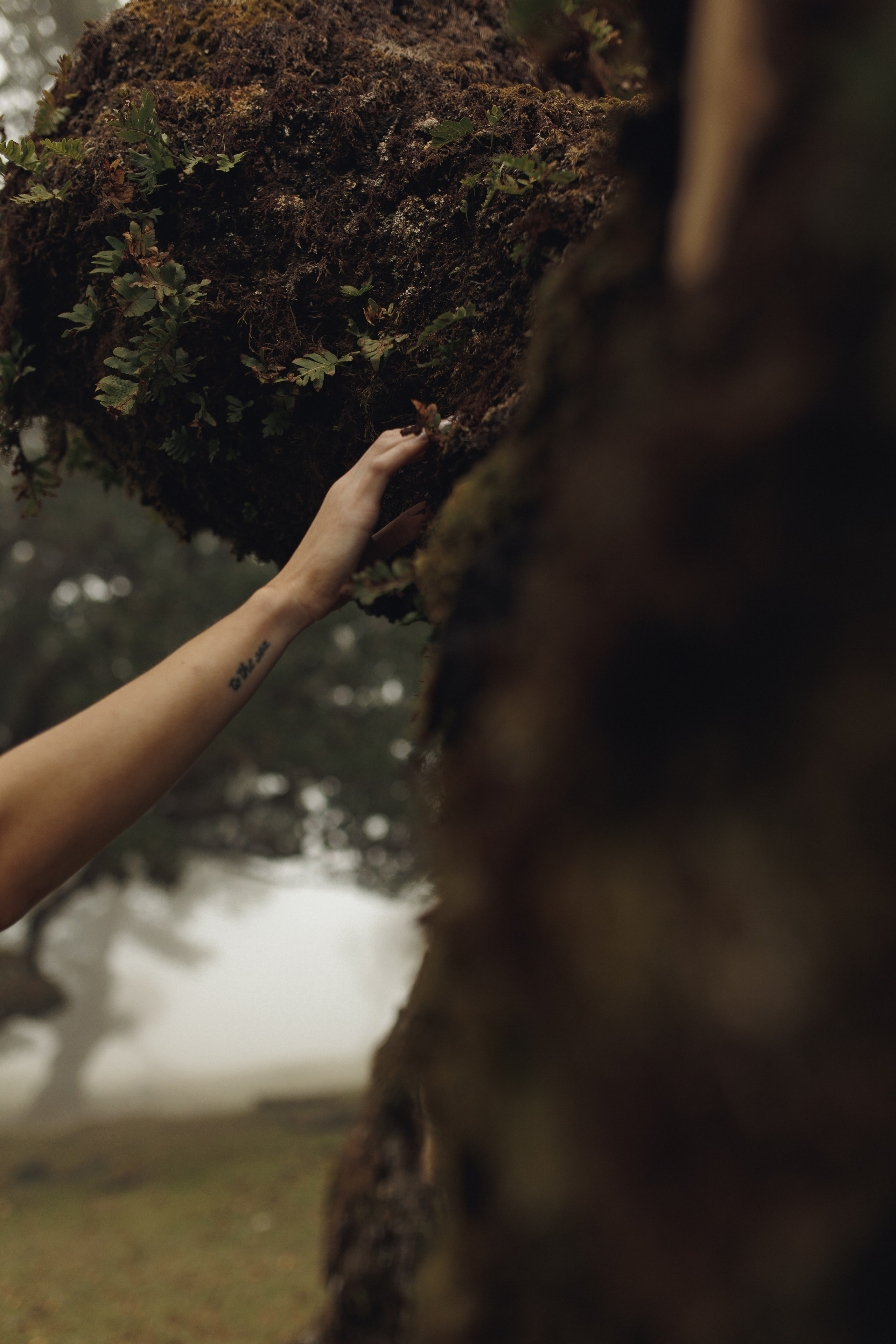 Elopement in Madeira | Mystical Forest of Fanal. Wedding photographer and videographer based in Timisoara, Romania