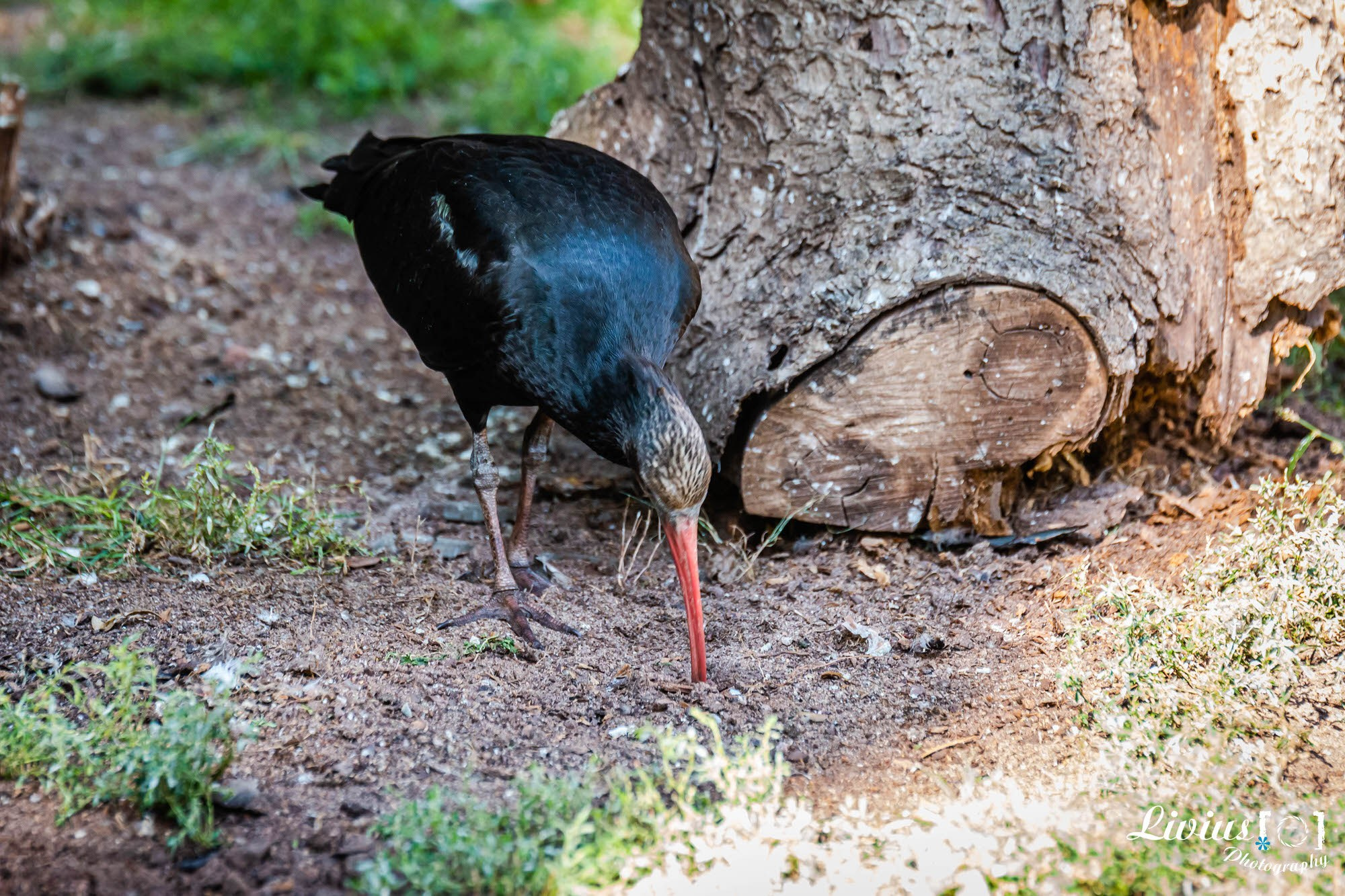 Tierpark Nürnberg. FOTO KREATIV