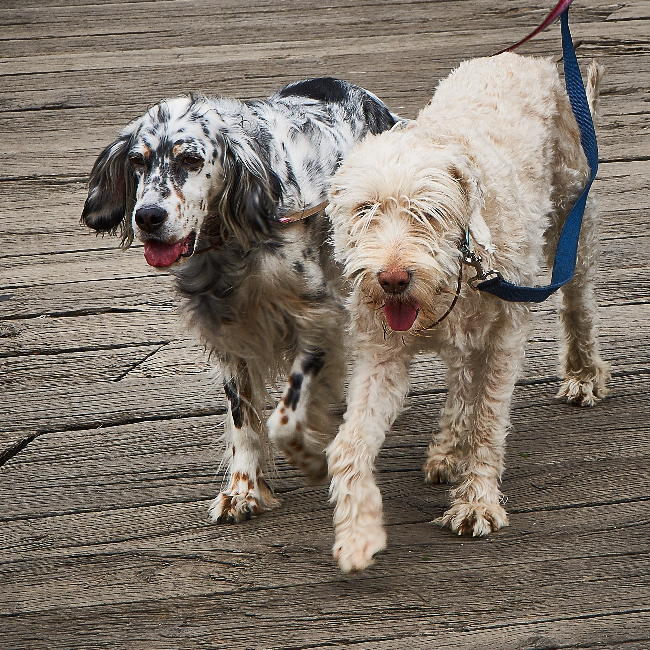 Câini. Pagina principală