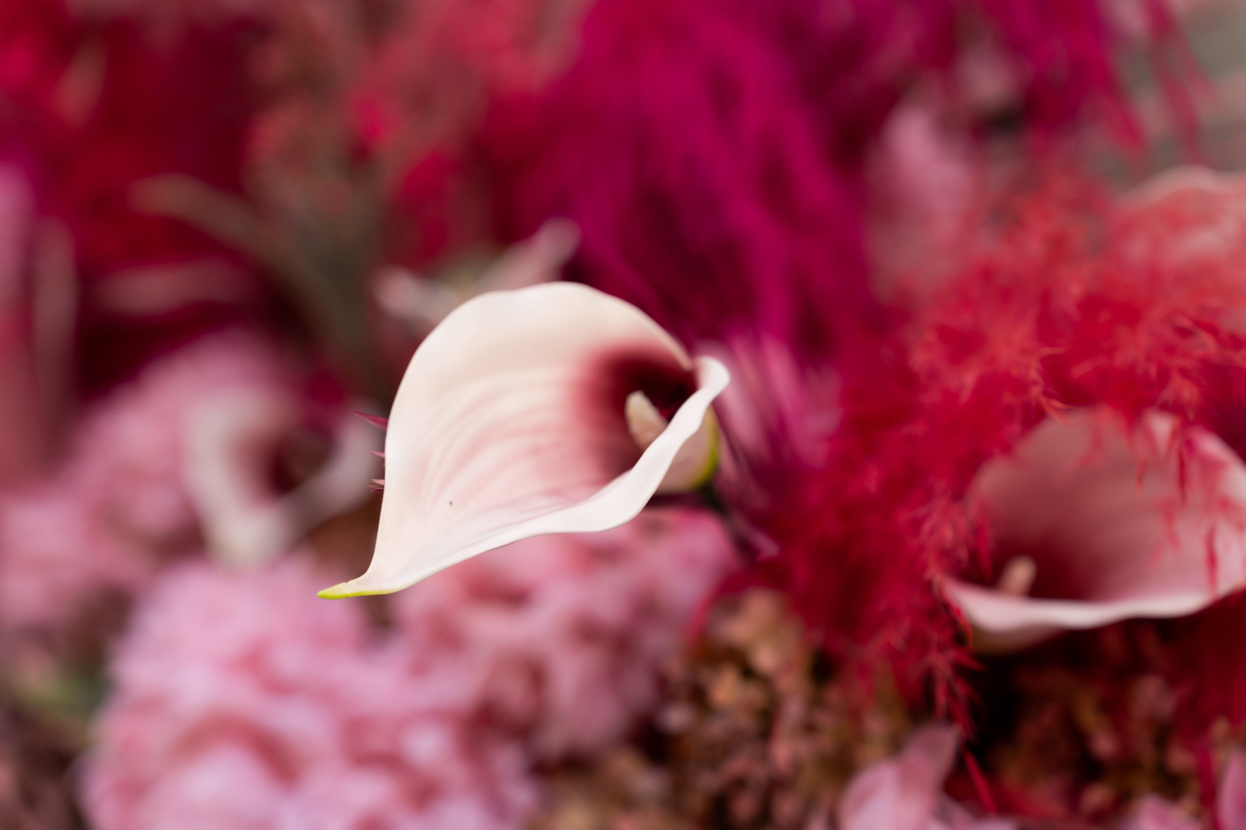 NIKA. Montenegro photographer and videographer