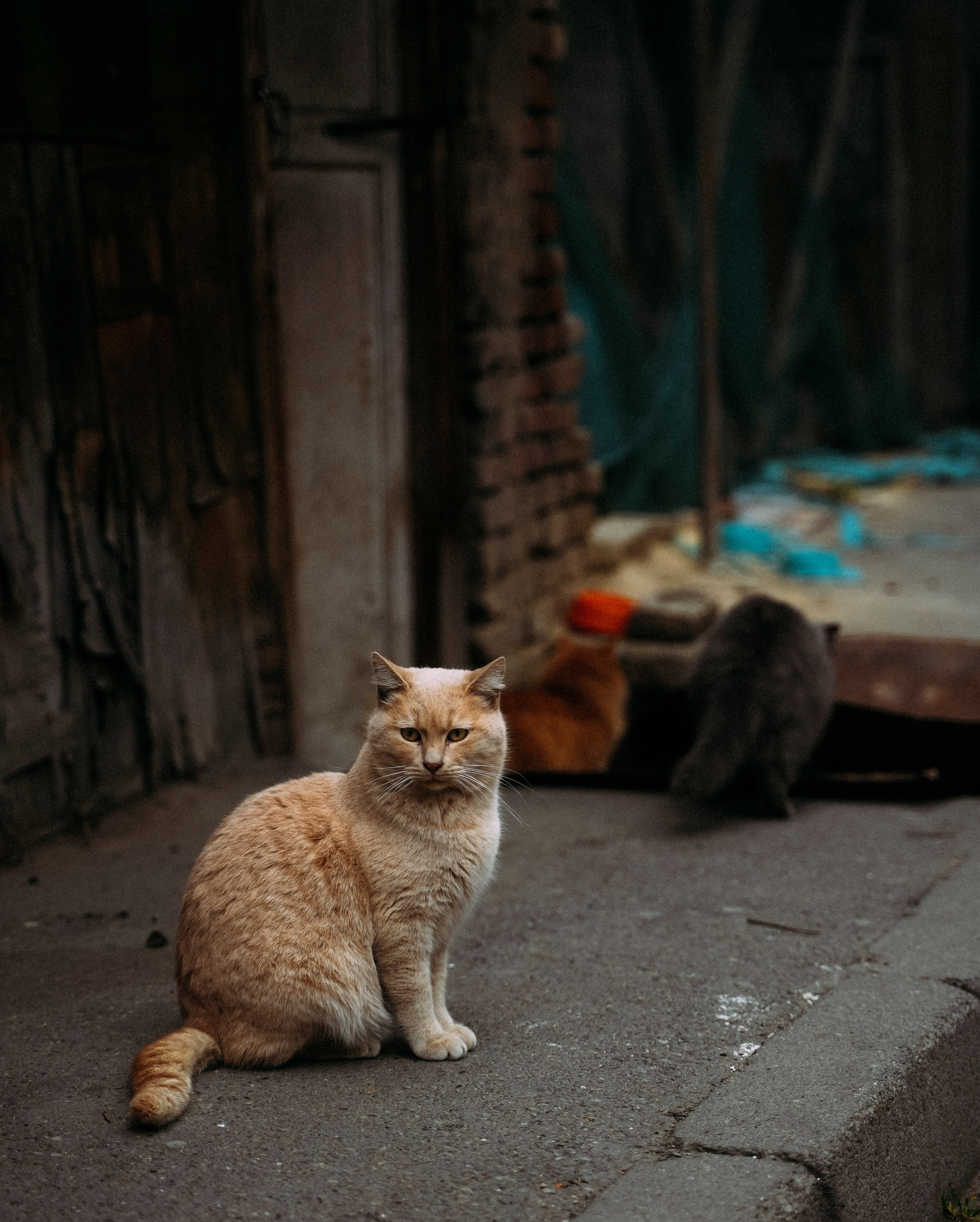 Кот шпедингера. Стрит-фотография, полная абсурда, идиотизма и красоты
