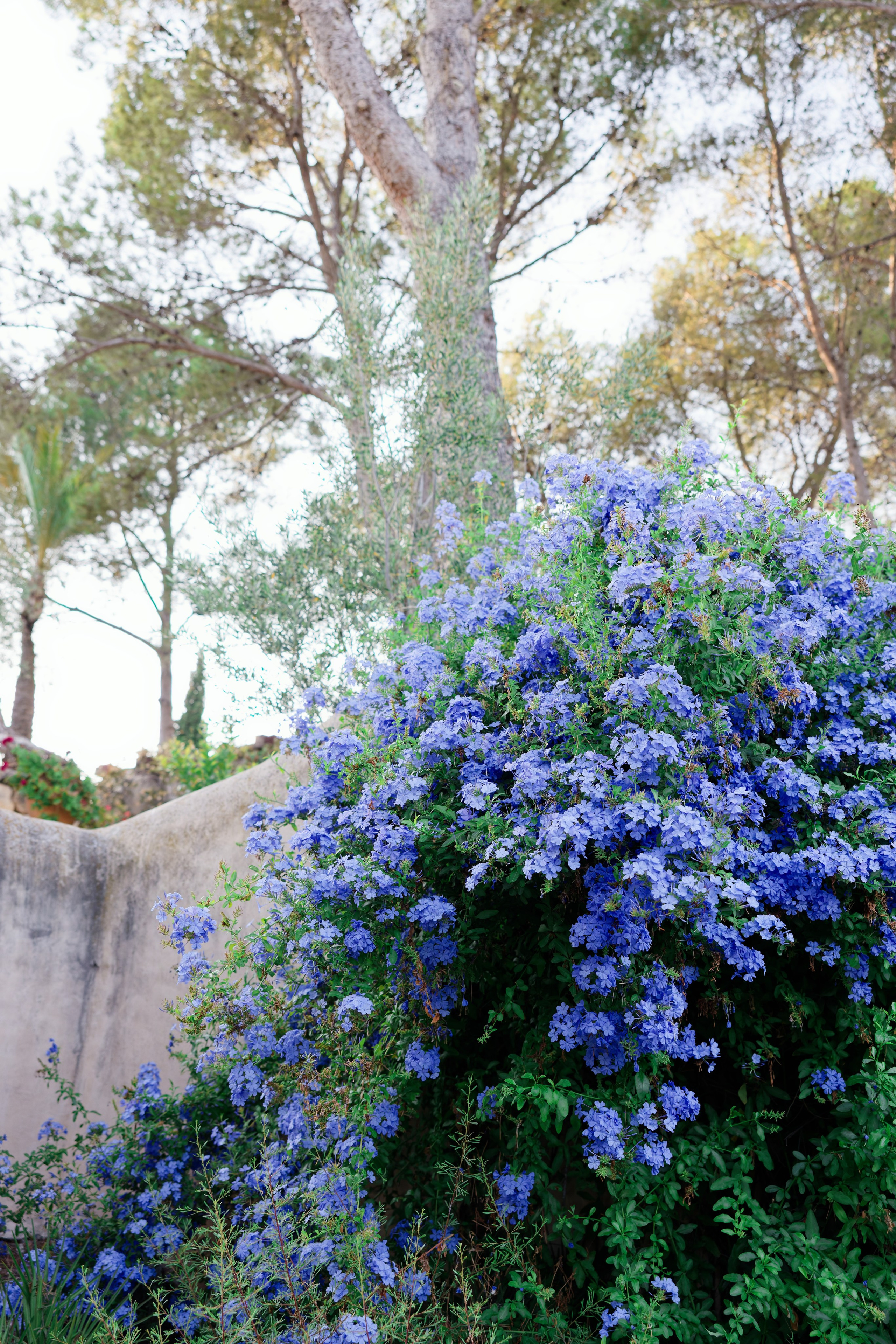 Haldi Ceremony & Mehndi Night & pre-wedding dinner, Barcelona