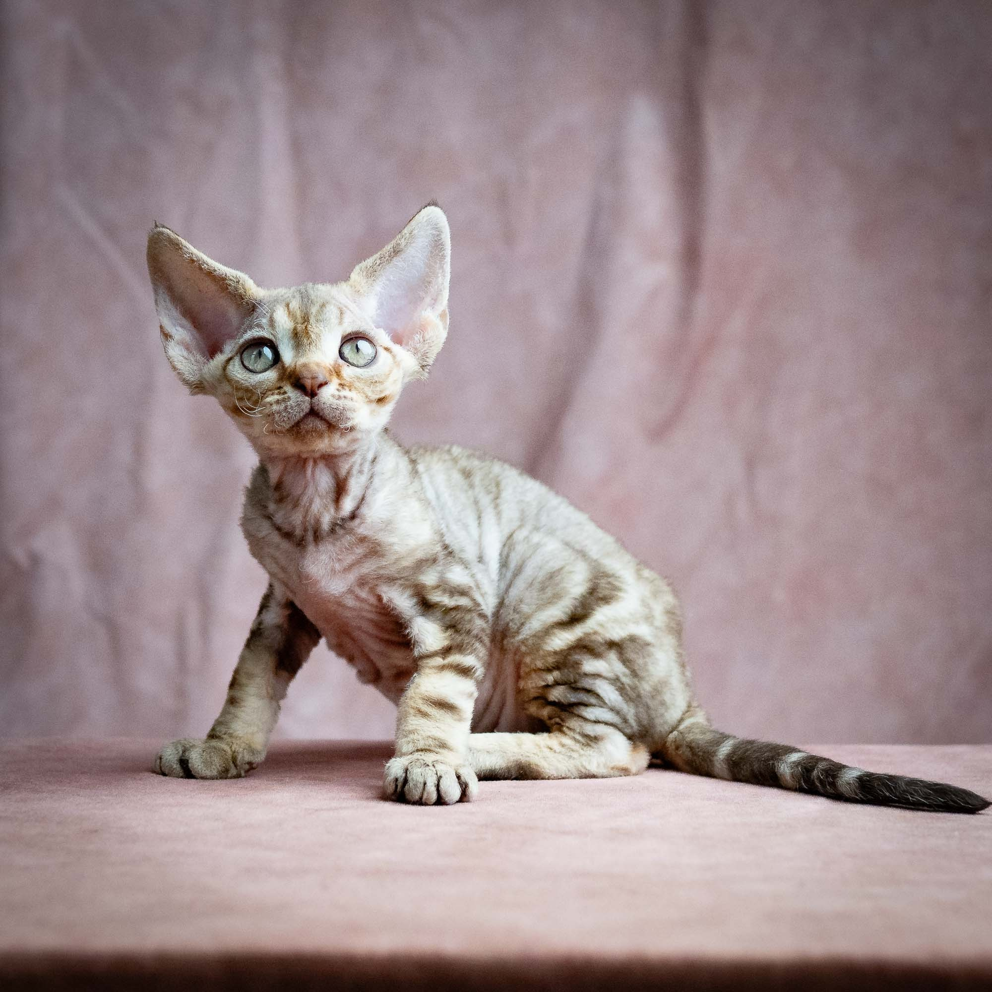 Sirius, boy, born 05.15.26. Devon Rex Pixie Cattery