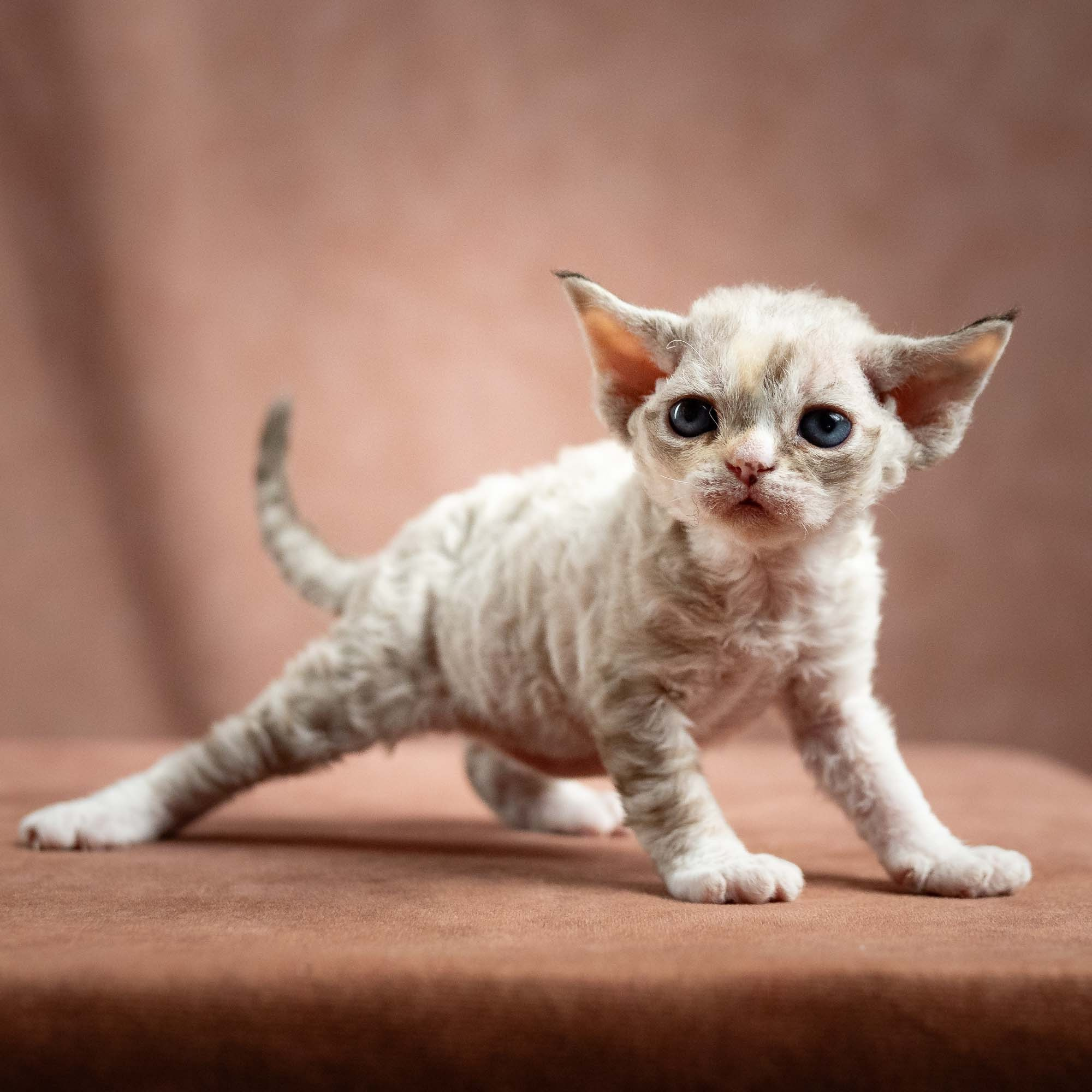 Nova, girl, born 01.17.26. Devon Rex Pixie Cattery