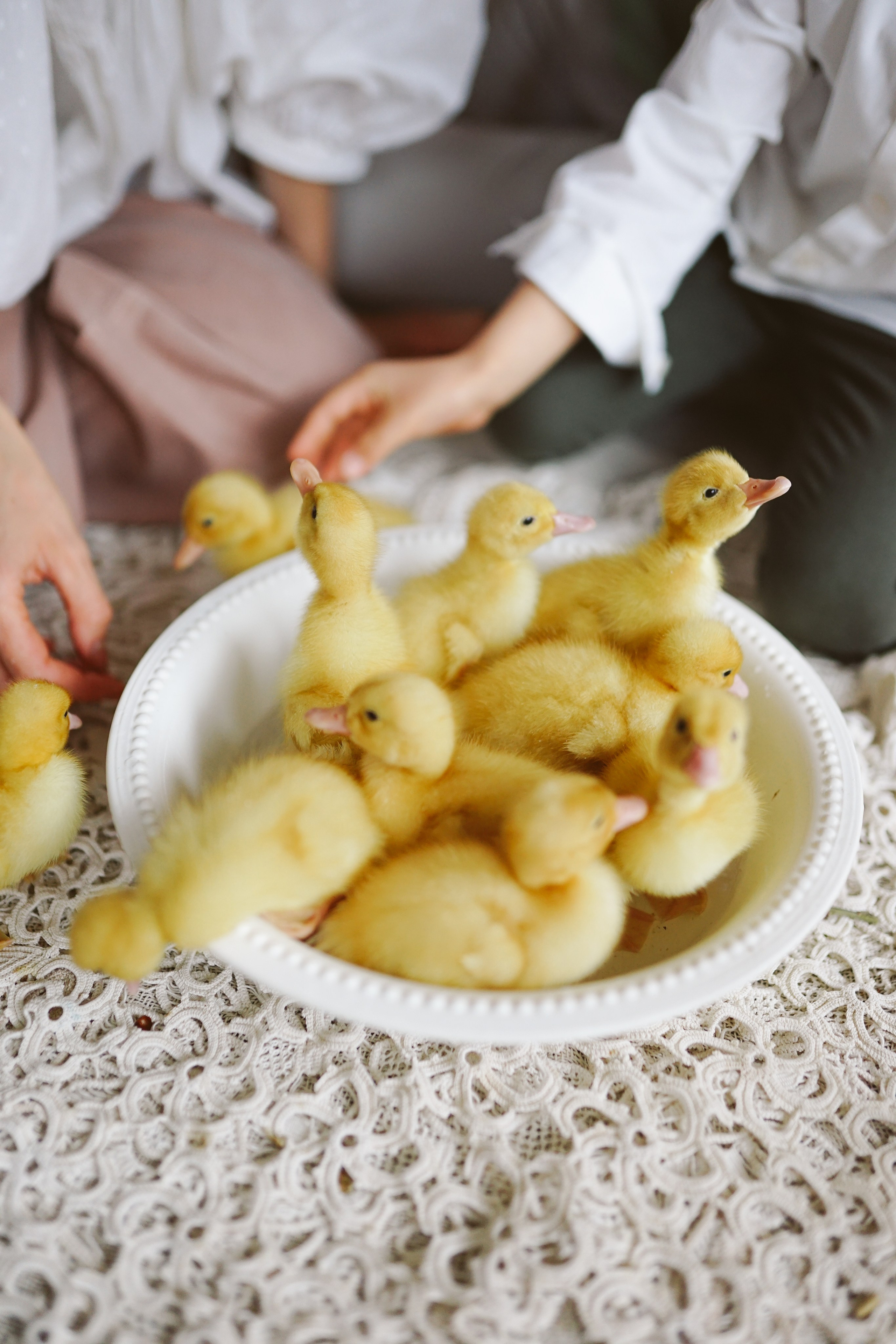 Ședințe Foto de Paște Brașov: Gălbenuș | Mădălina Beda. Madalina Beda- Artist vizual, fotograf, doula la nastere, consultant babywearing Brasov si in toata tara