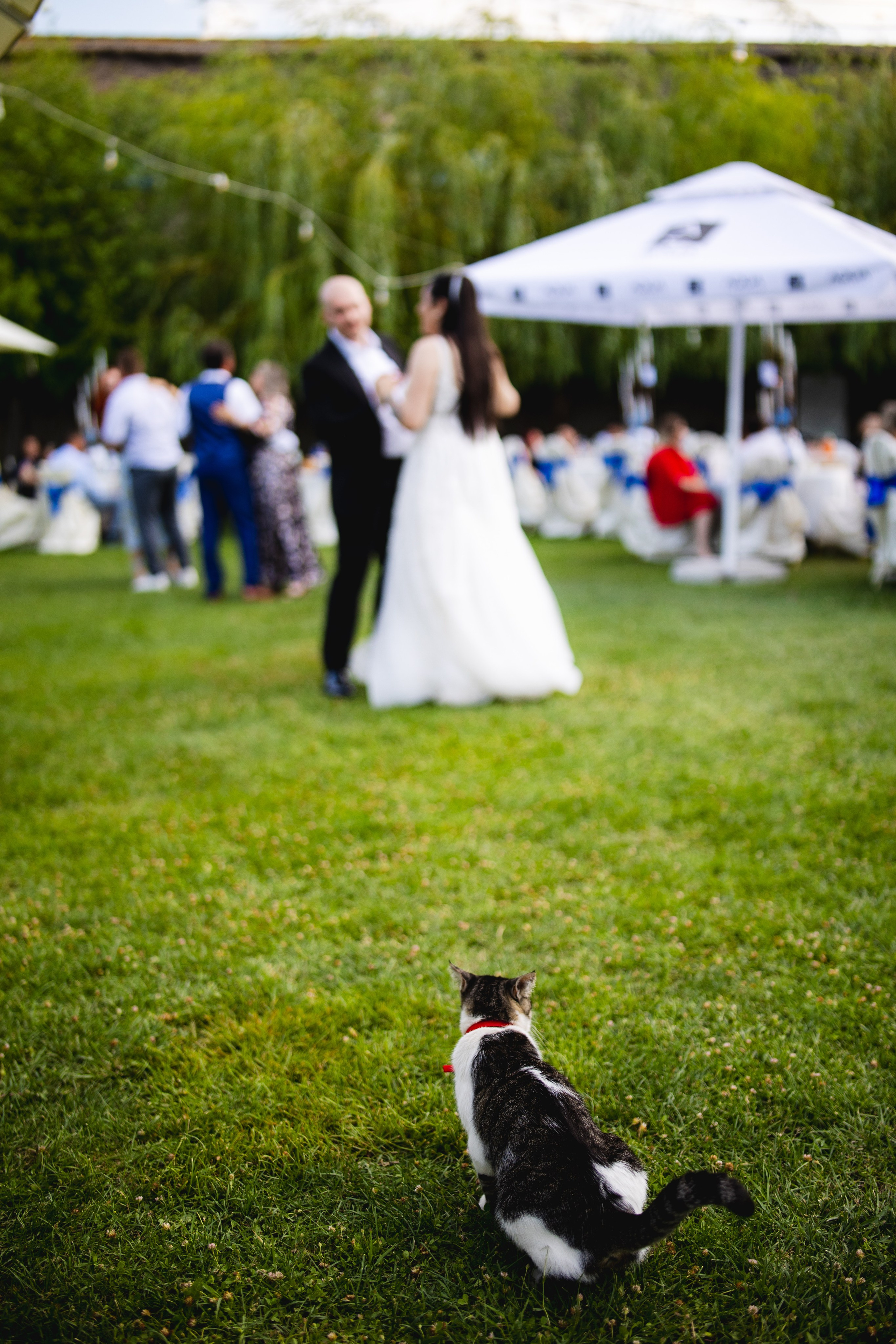 Portofoliu Fotograf Nunta Tulcea — Selectii | Codux. Codux — Fotograf Tulcea | Fotograf Evenimente