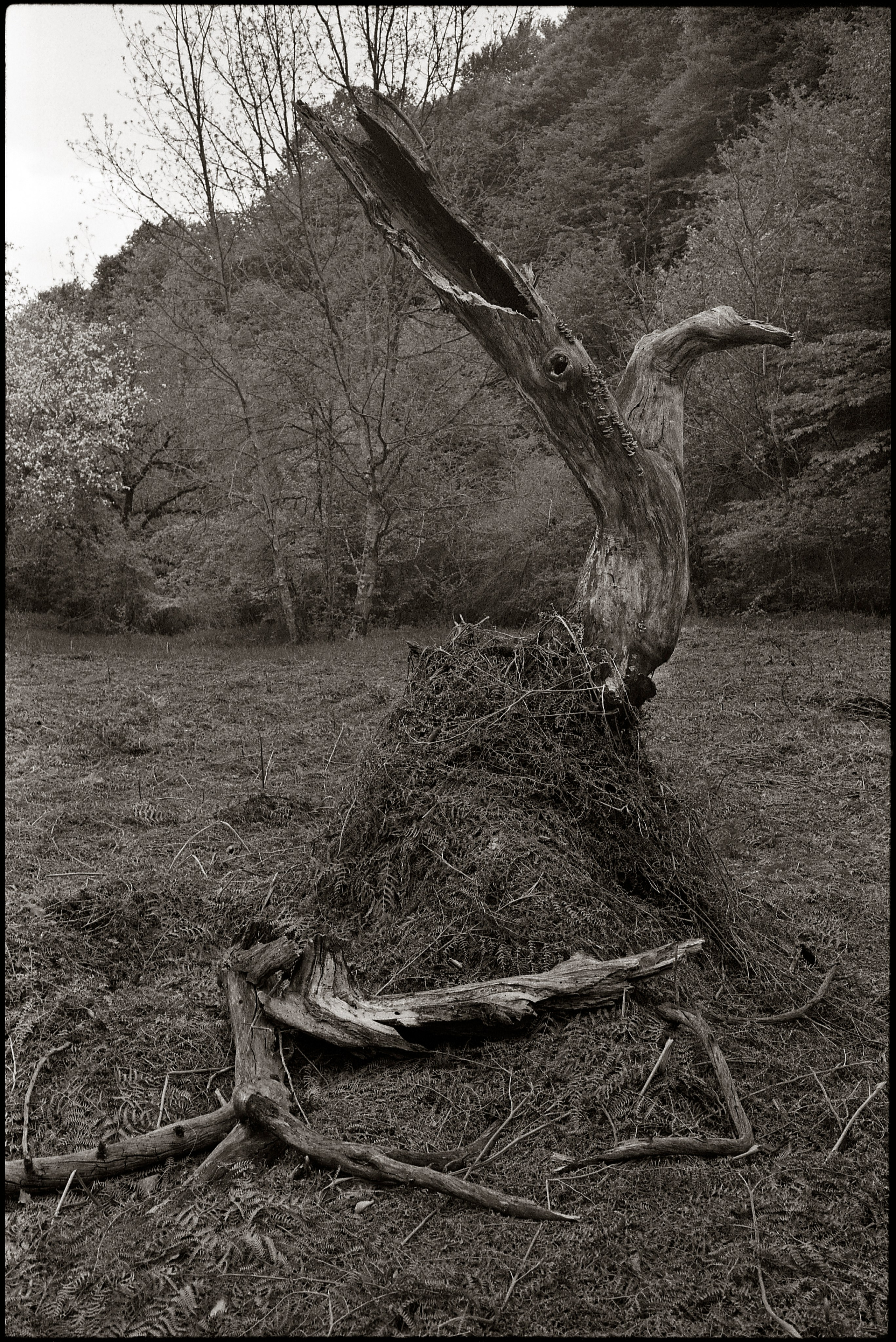 NATURE. Www.sananaleskerov.com