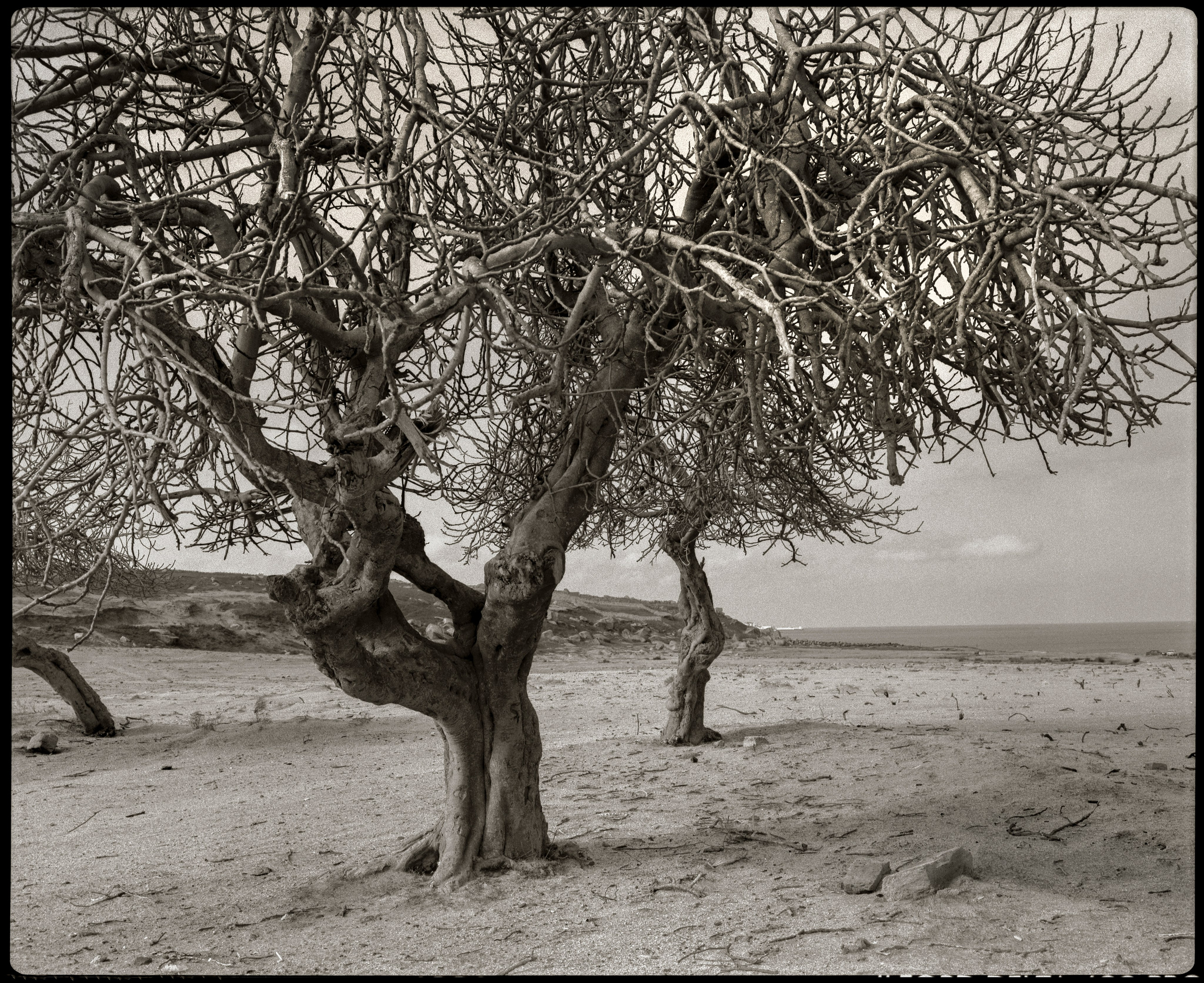 NATURE. Www.sananaleskerov.com