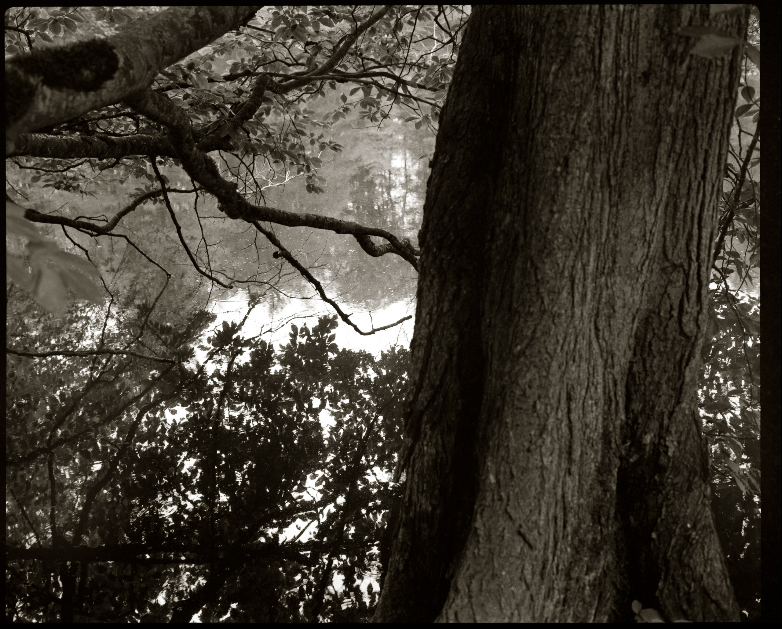 NATURE. Www.sananaleskerov.com